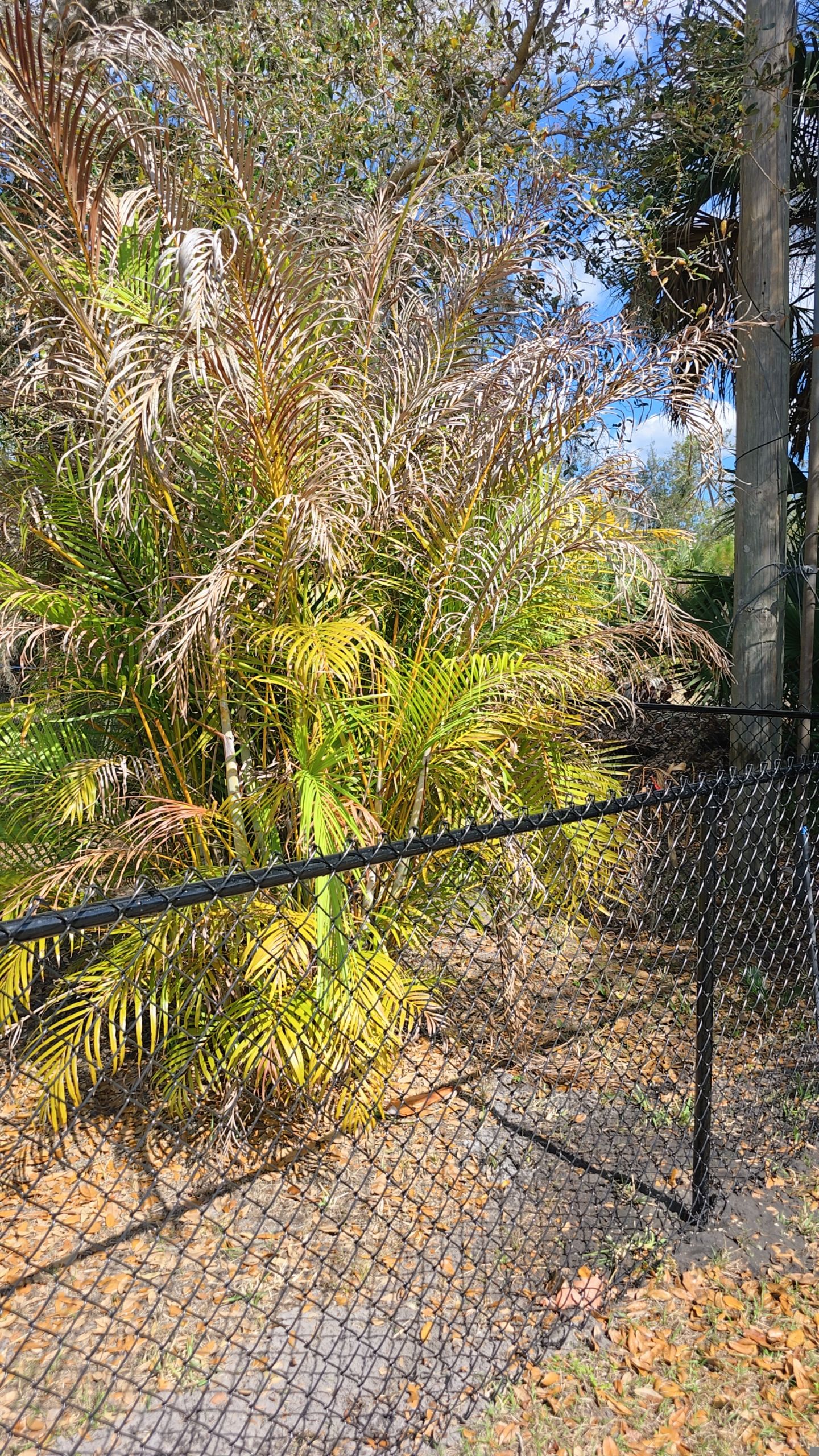 Chain Link Install in North Port by True Fence LLC