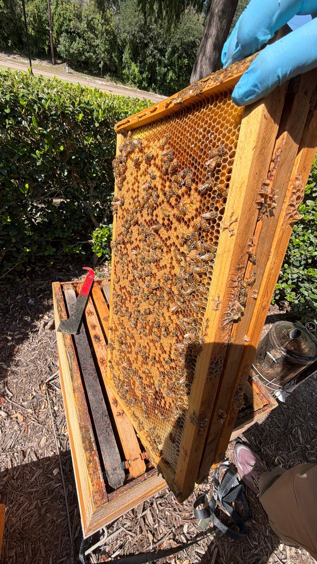 Apartment Retreat for Honey Bees in Garland by Rockwall Honey Bee Company