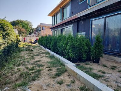 Landscape Design using Green Giants