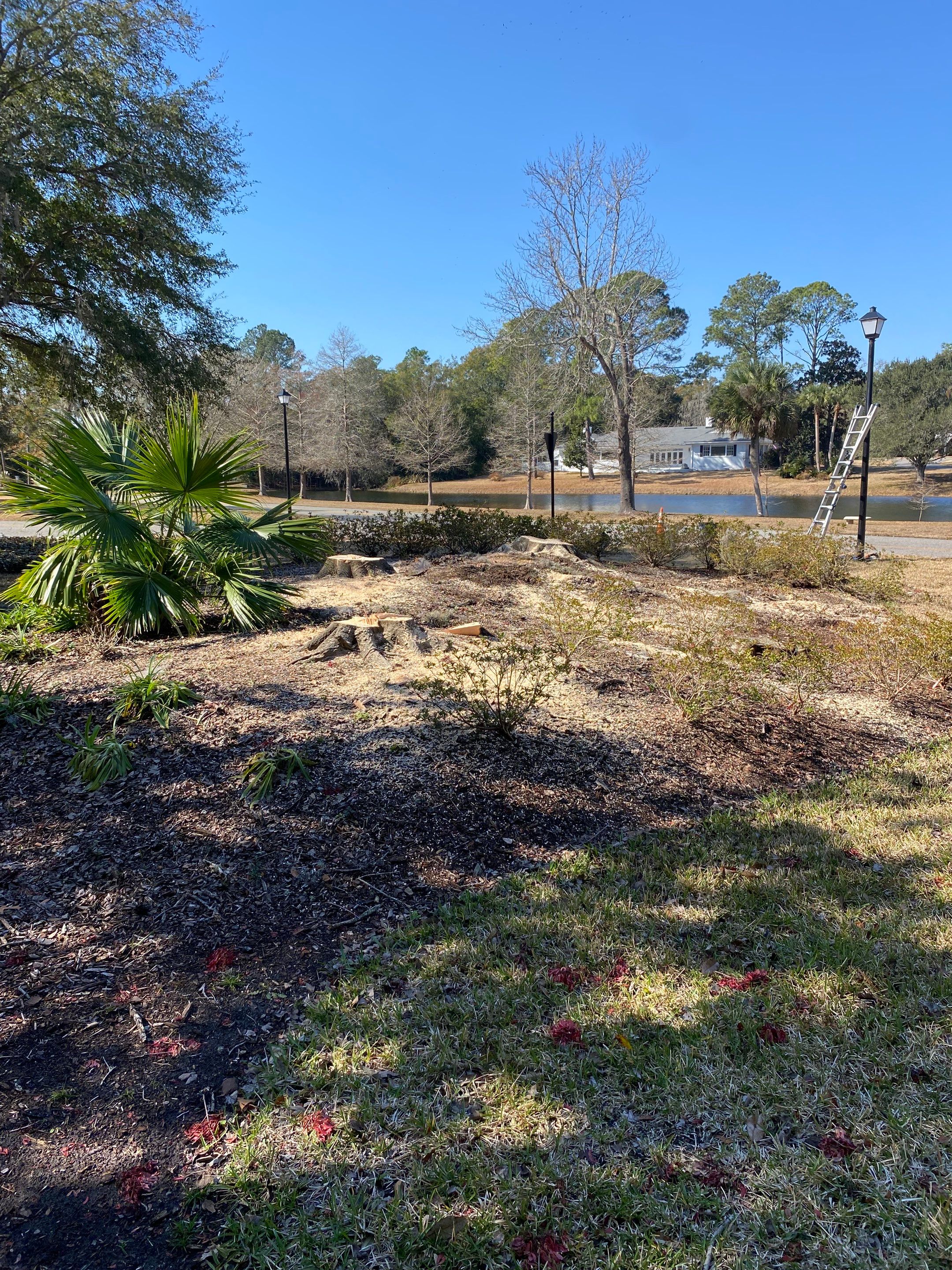 Deerwood Resident | Tree Removal & Mulch Install by ProGreen Services