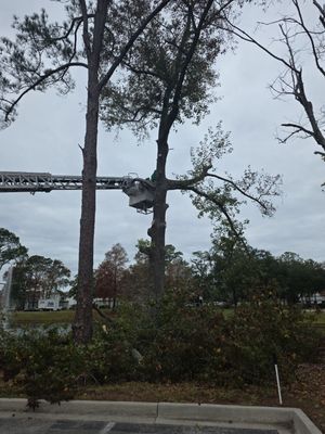 Commercial | Tree Service