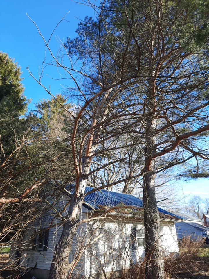 Storm Damaged Tree Removal  using Tree Removal by Mike Jones & Sons Tree Service LLC 