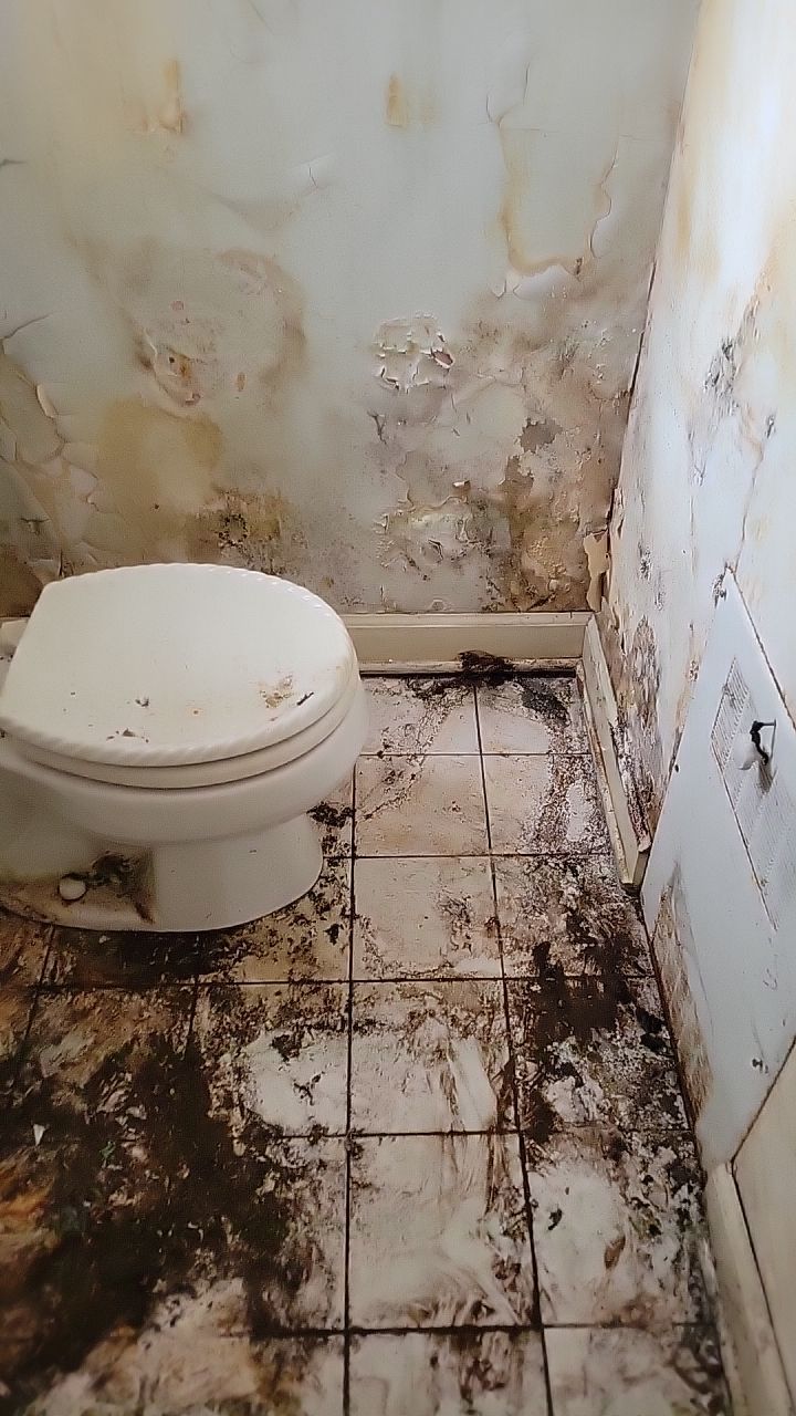 Mold Remediation by Accountable Home Services