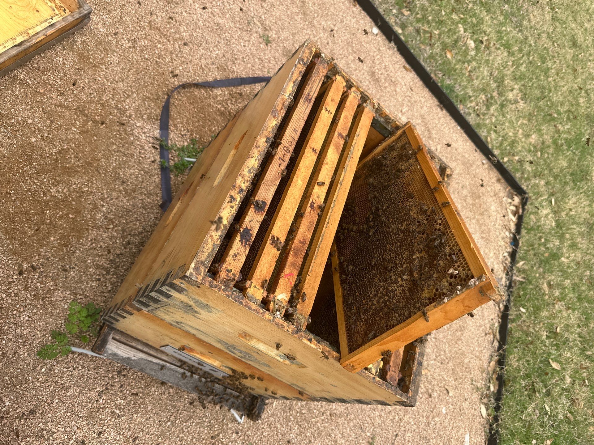 A Corp. HQ by Rockwall Honey Bee Company