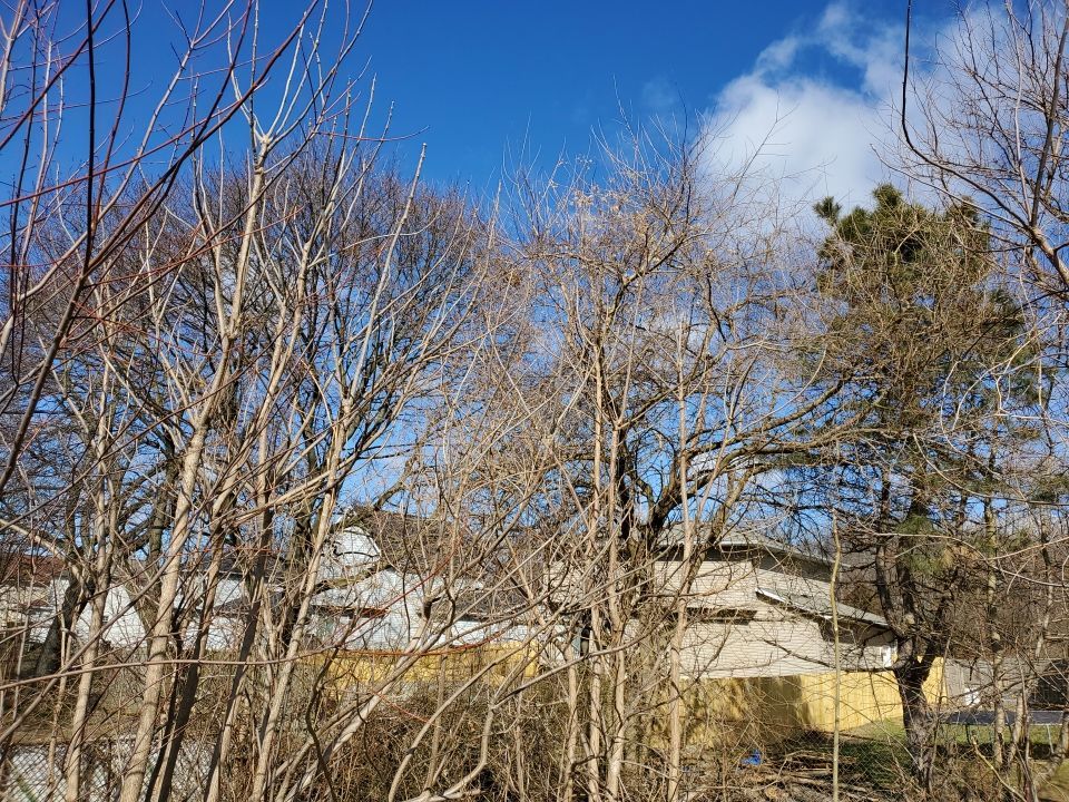 Tree Removal using Tree Removal by Mike Jones & Sons Tree Service LLC 