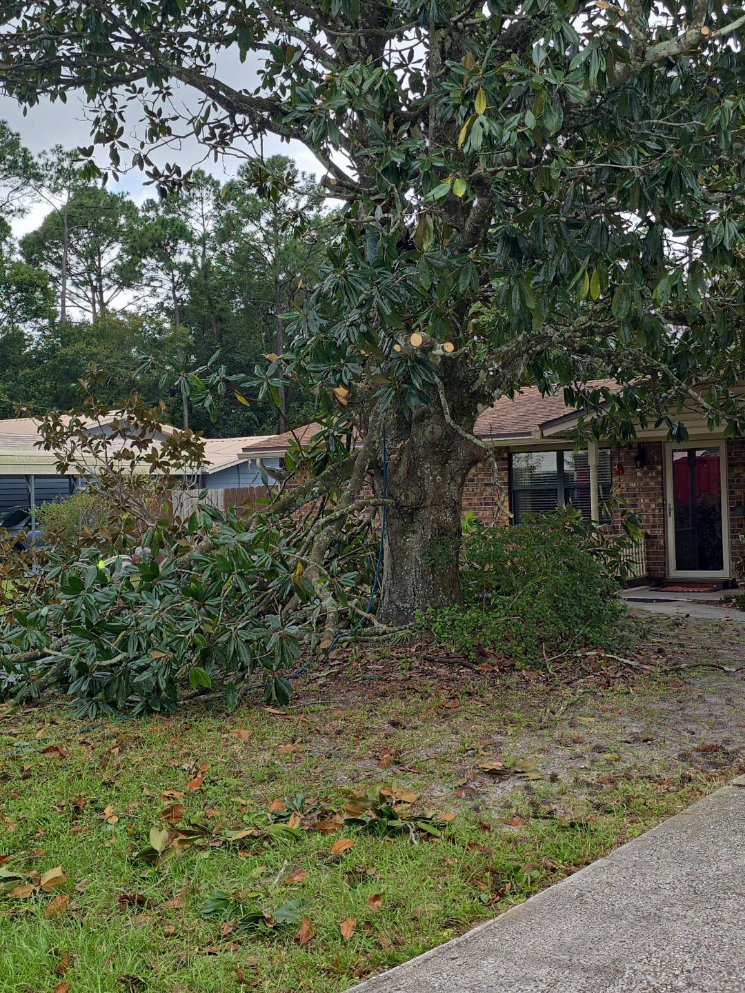 Tree Removal & Sod Install | Residential by ProGreen Services
