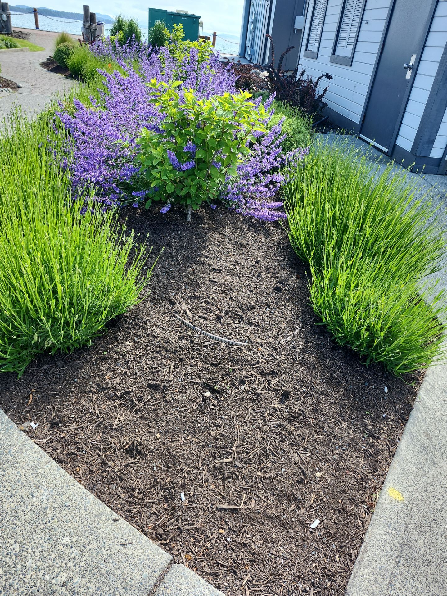 Sidney Pier by Habanero Garden and Exterior Care
