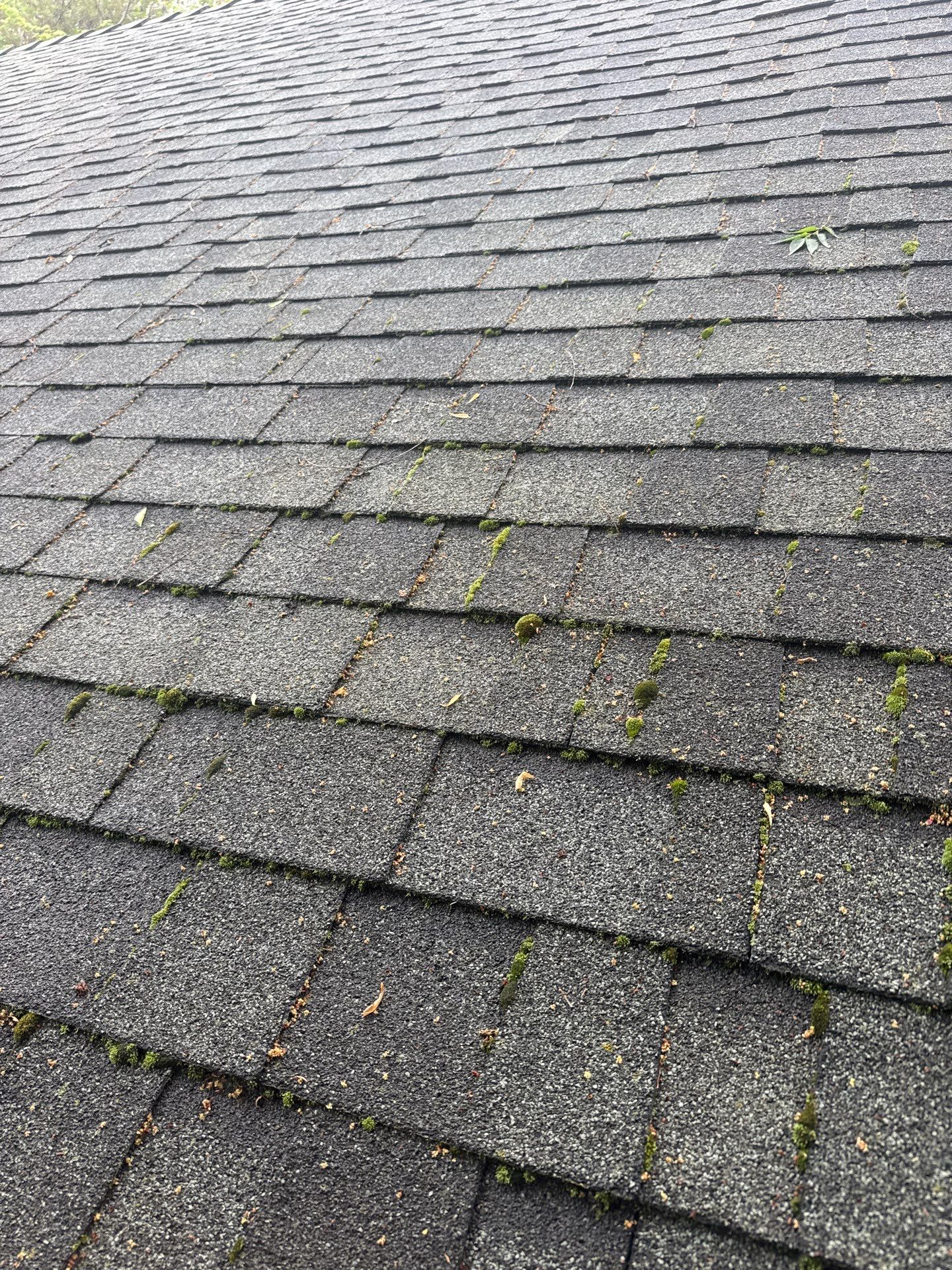 Roof Rejuvenation using Roof Maxx Treatment by Roof Maxx of Folsom