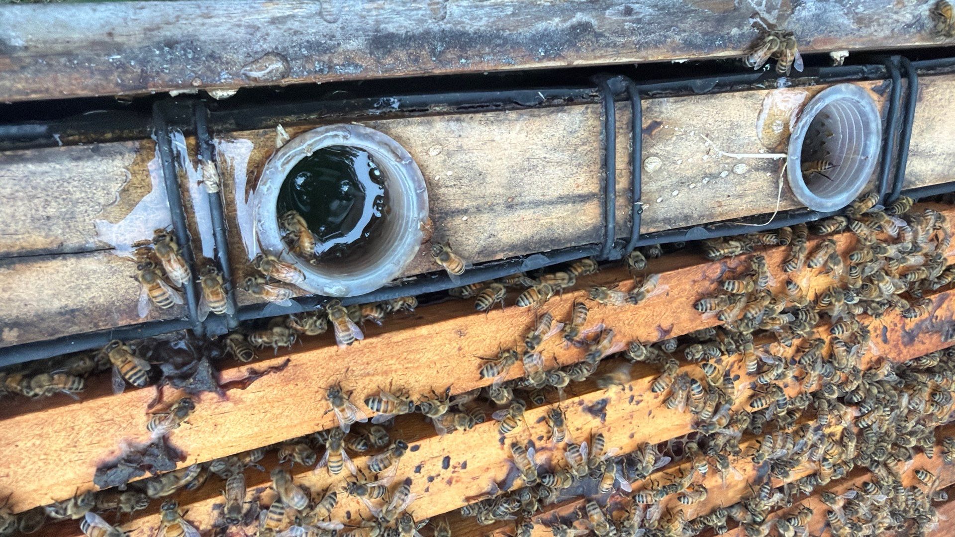Project in Terrell, TX by Rockwall Honey Bee Company