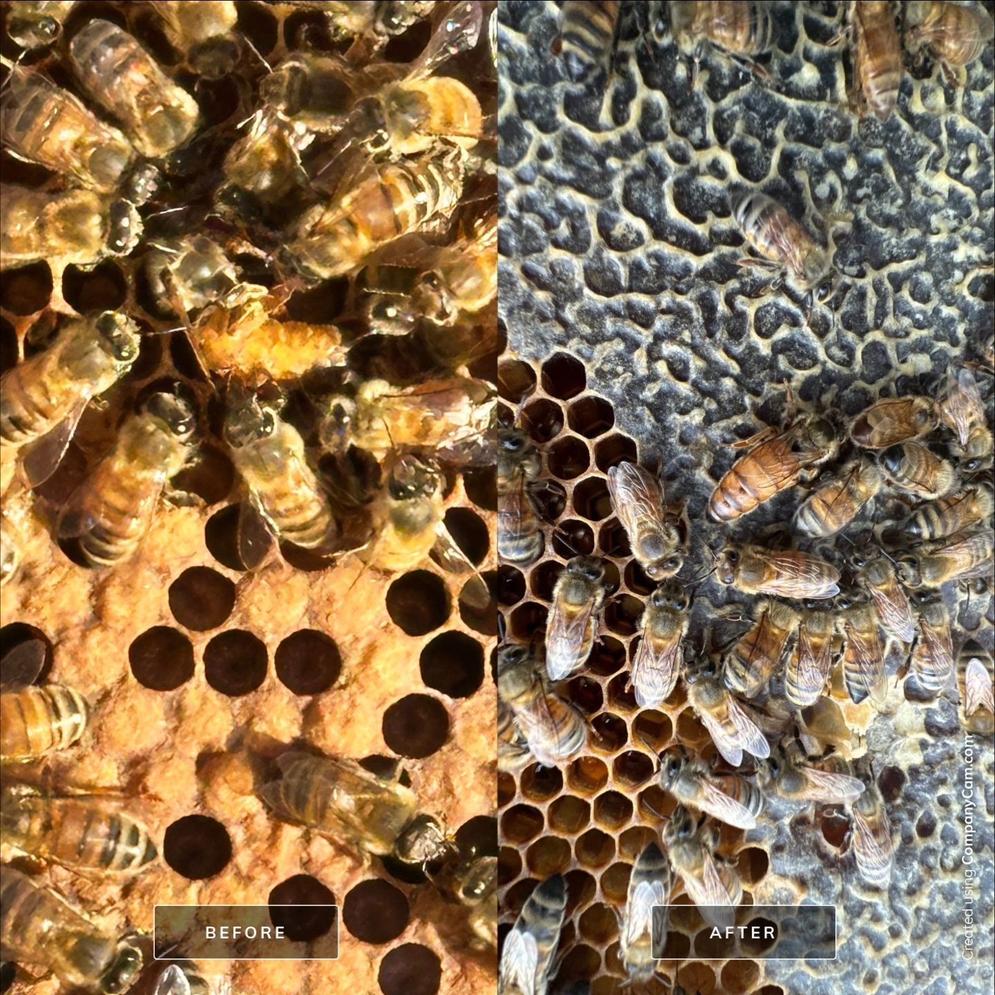 Big Rig Lot Bees by Rockwall Honey Bee Company