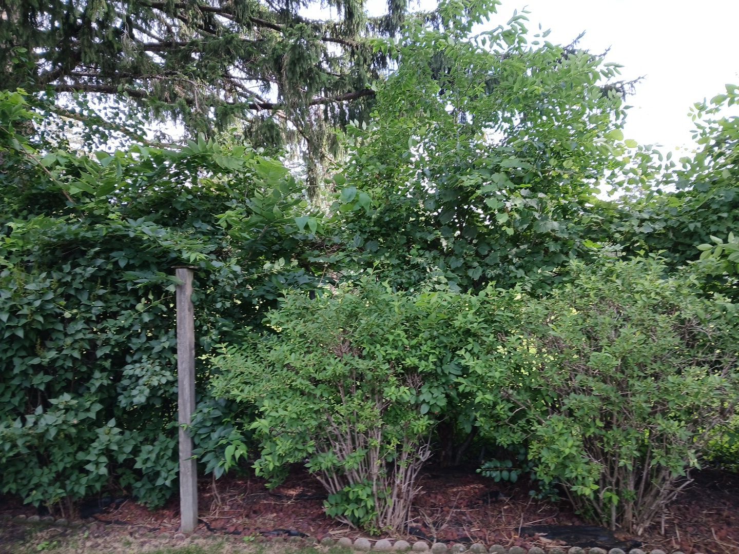 Andrew L. - Arlington Heights, IL by A&N