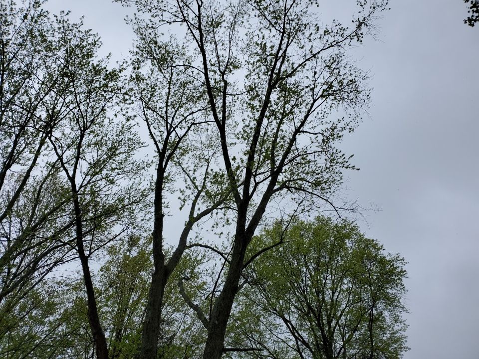 Tree Removal using Tree Removal by Mike Jones & Sons Tree Service LLC 