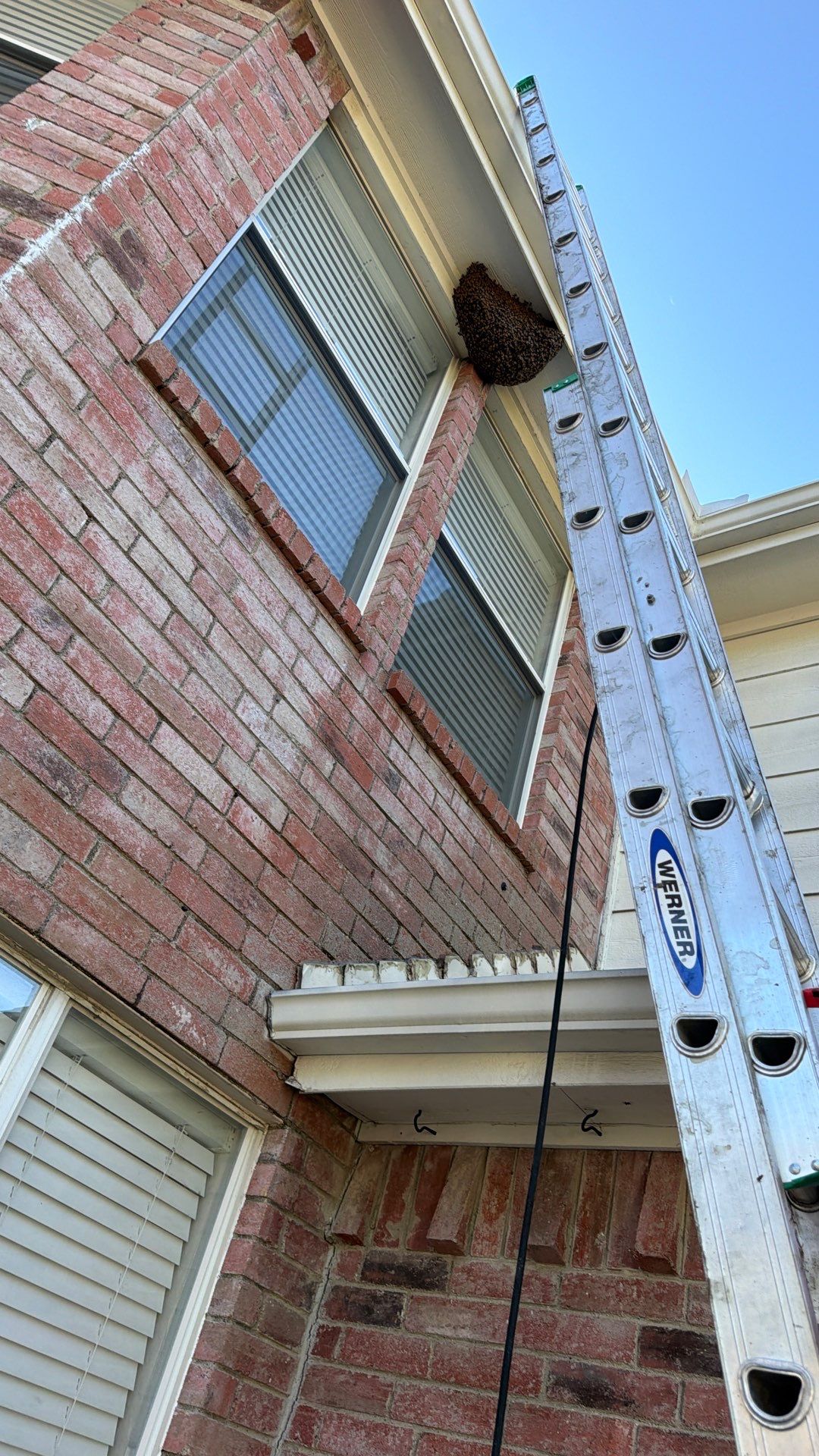 Open Air Colony in Rockwall, TX by Rockwall Honey Bee Company