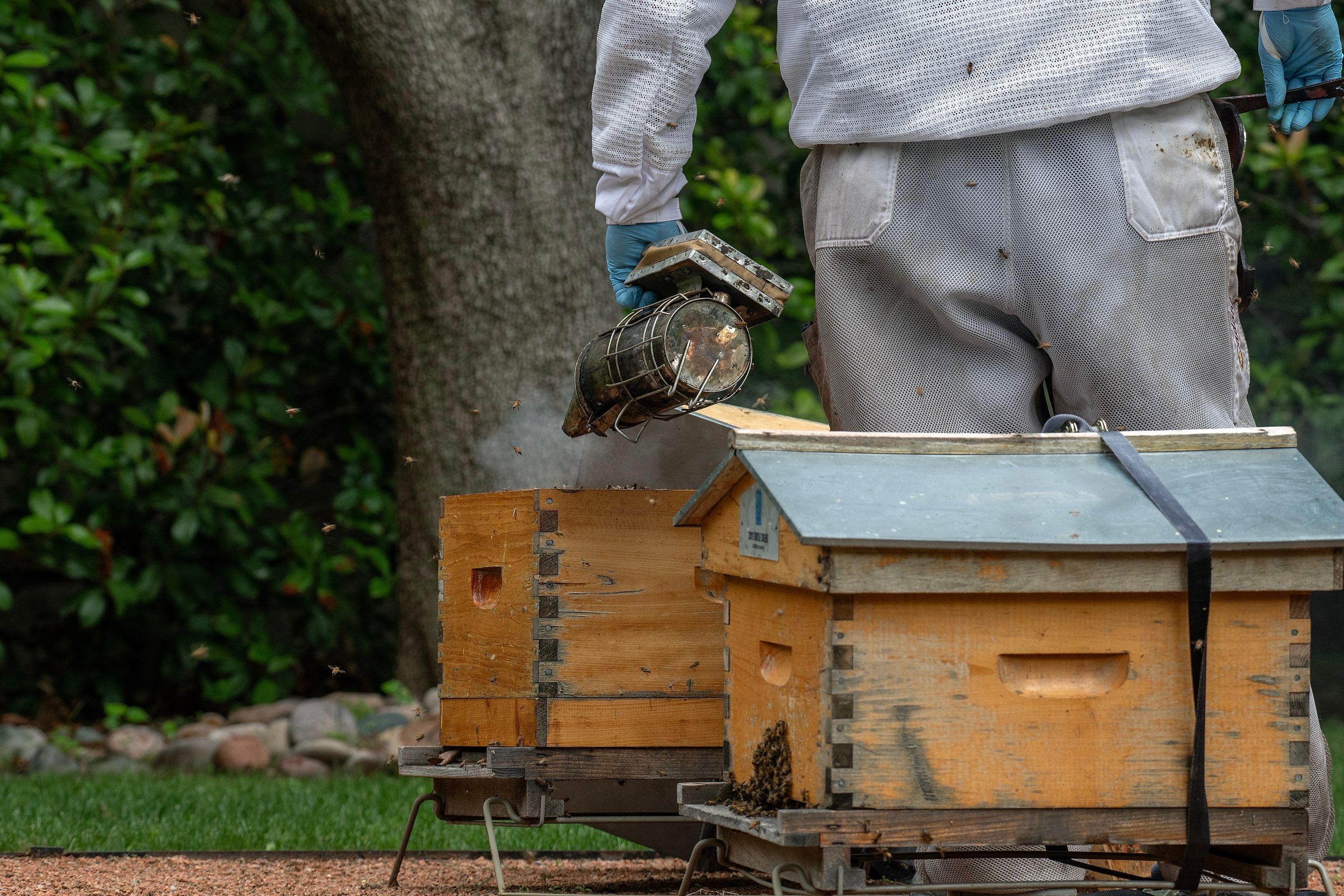 Urban Beekeeping in Dallas by Rockwall Honey Bee Company