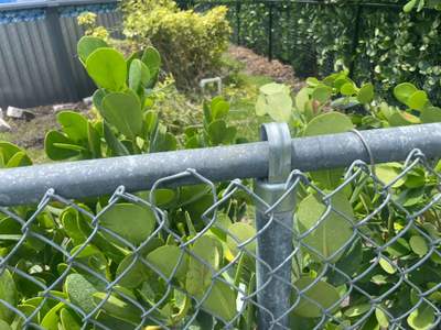 Residential Chain Link Fence Repair and Vinyl Privacy Gate Installation in Naples