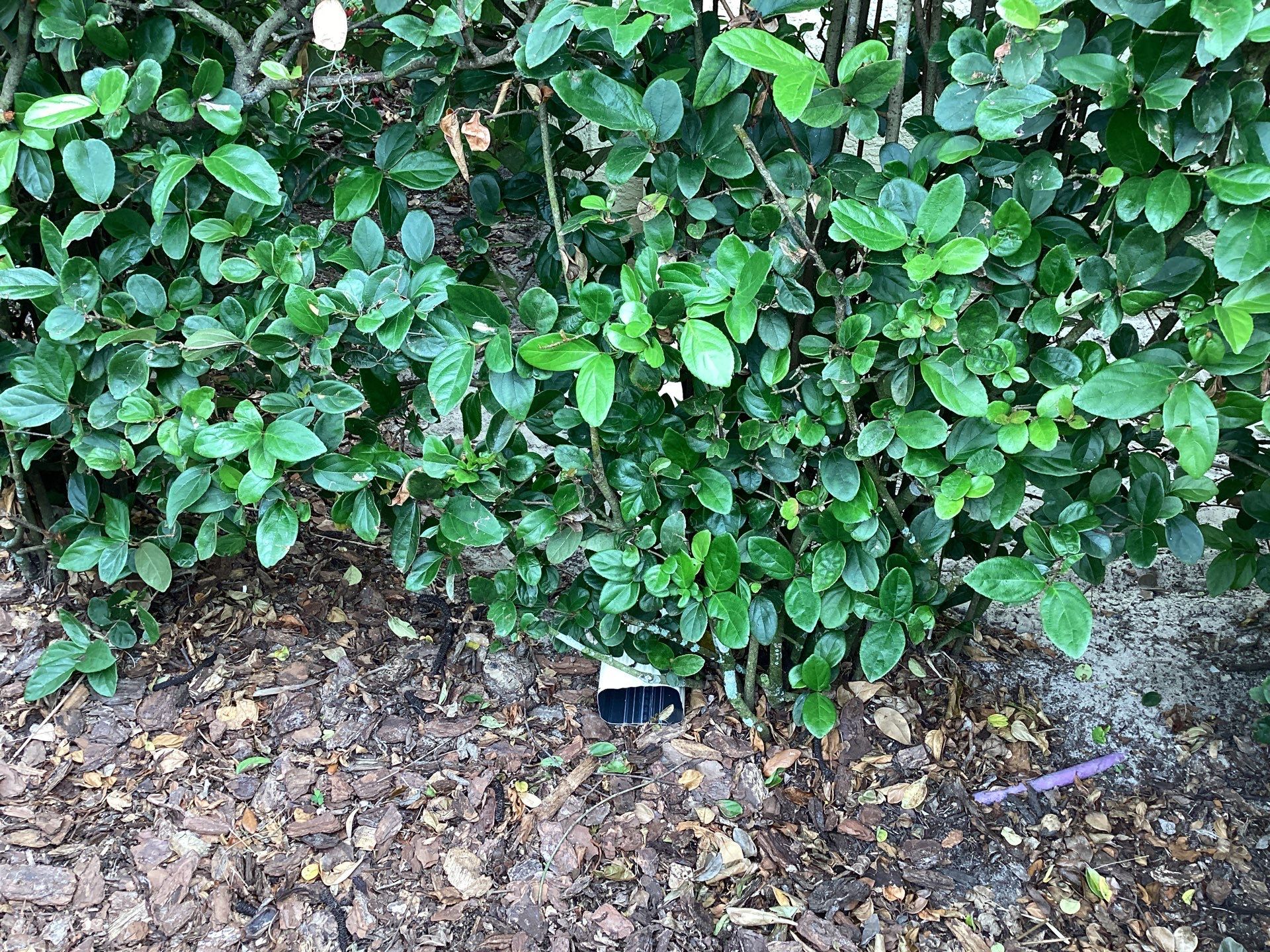 Gutter Project 7 inch seamless gutters using Cameo Gutters in Sarasota FL by Gutter Professors