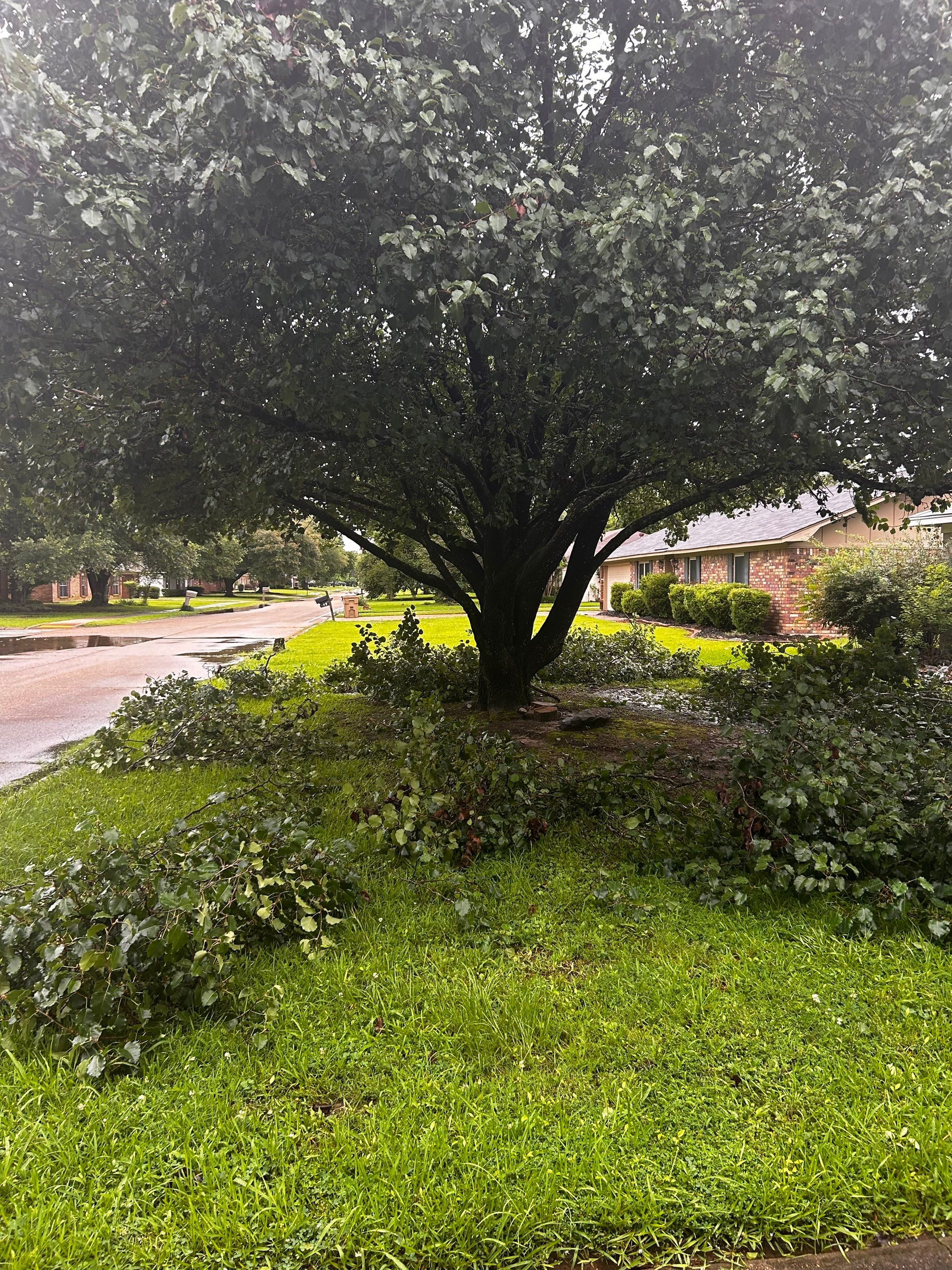 Tree And Hedge Trimming by College Bros Outdoor services