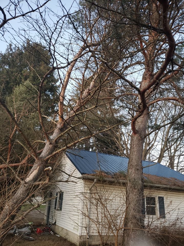 Storm Damaged Tree Removal  using Tree Removal by Mike Jones & Sons Tree Service LLC 