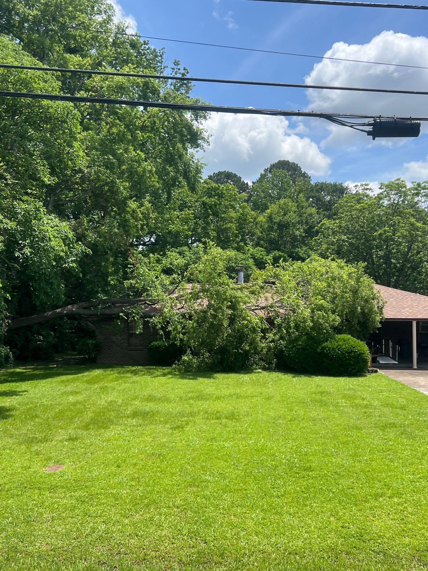 Crane-Assisted Emergency Removal by American Arbor