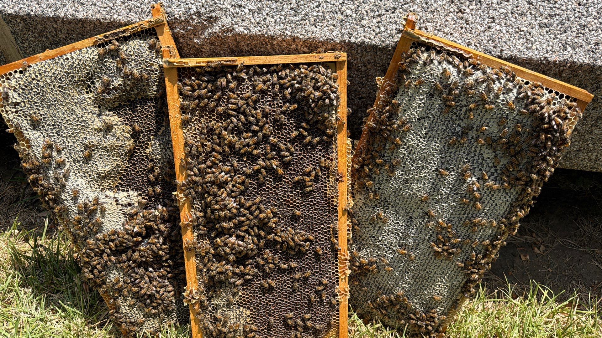 Addison by Rockwall Honey Bee Company