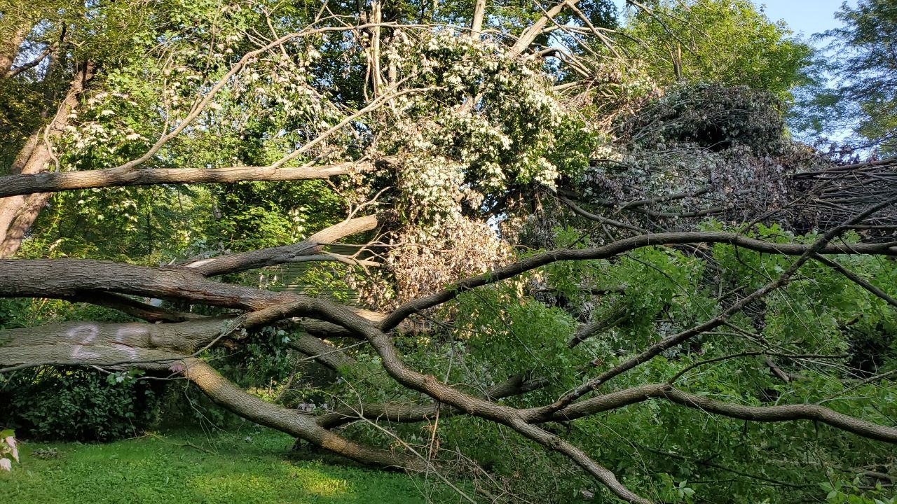 Storm Damaged Tree Removal  by Mike Jones & Sons Tree Service LLC 