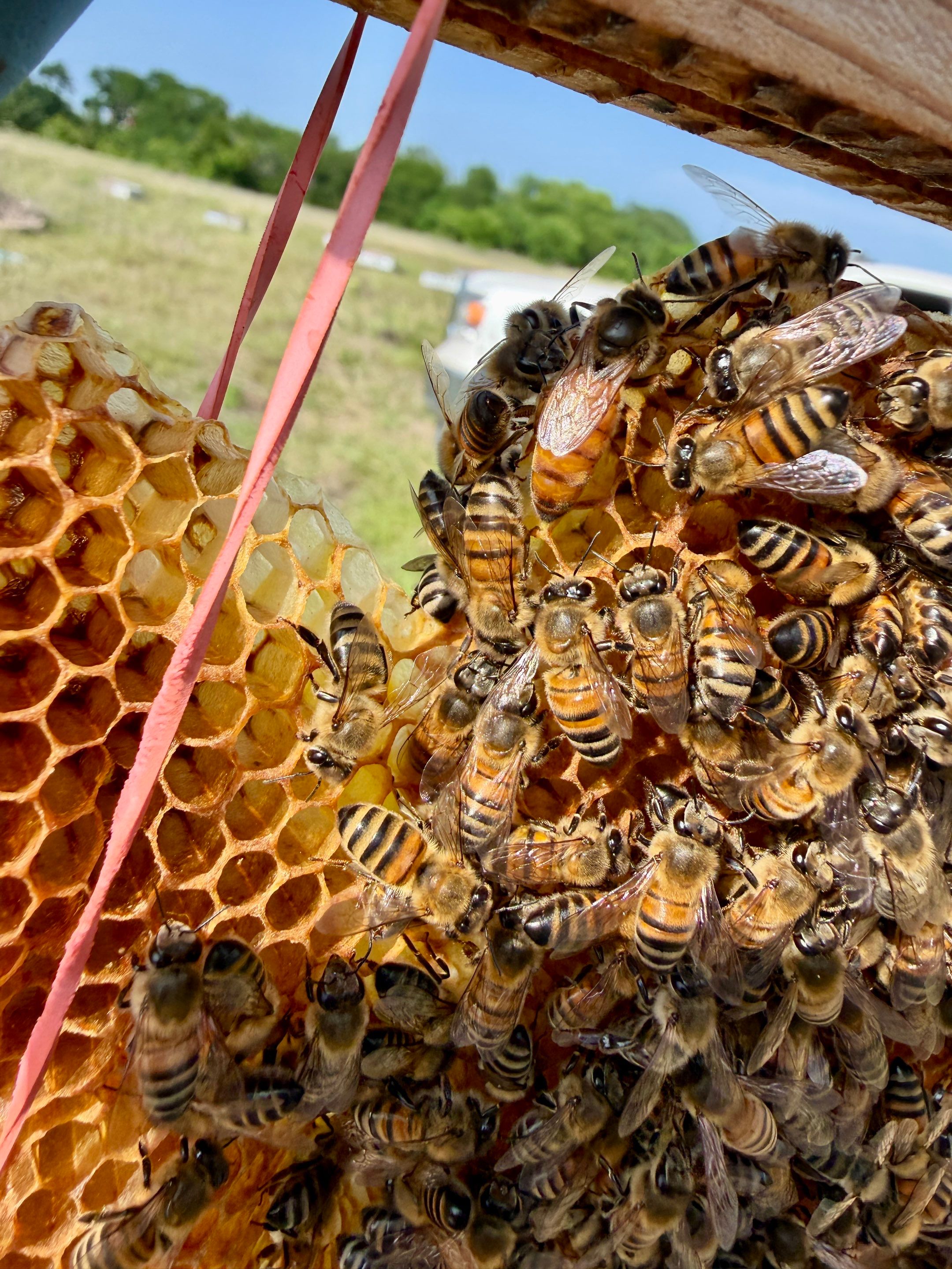 Bees Behind Bricks by Rockwall Honey Bee Company