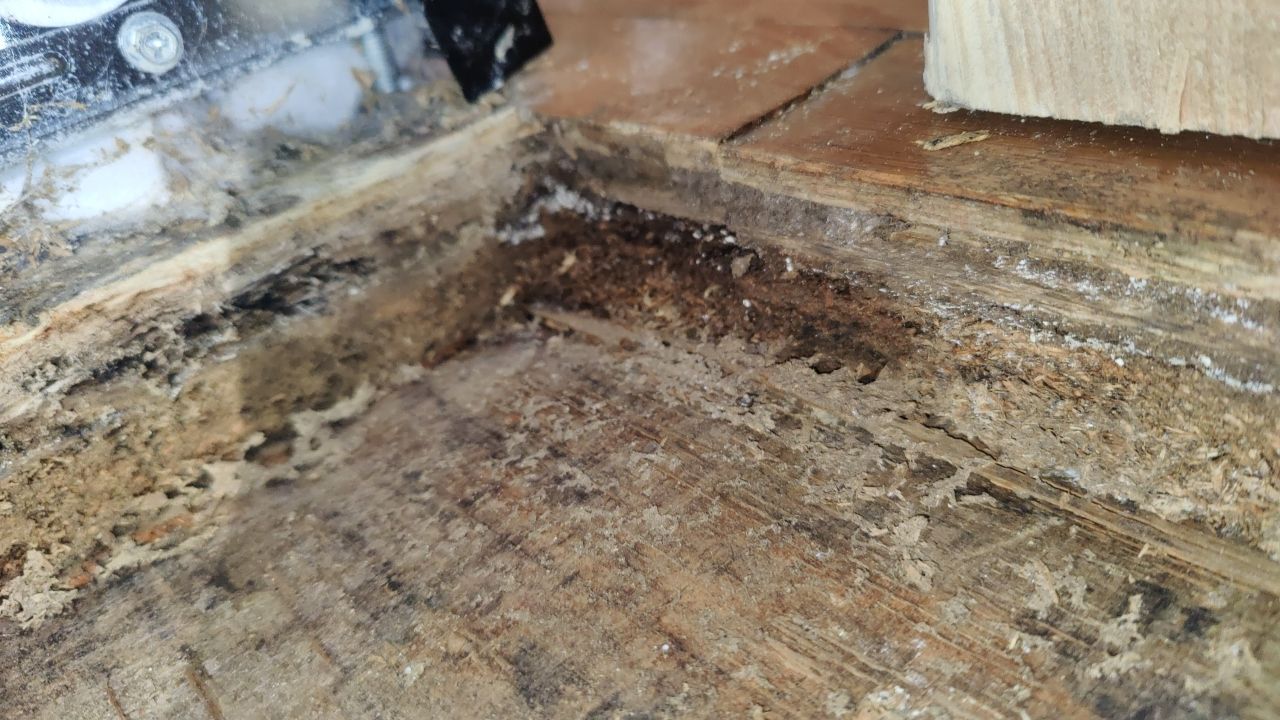 Mold Damage by Accountable Home Services