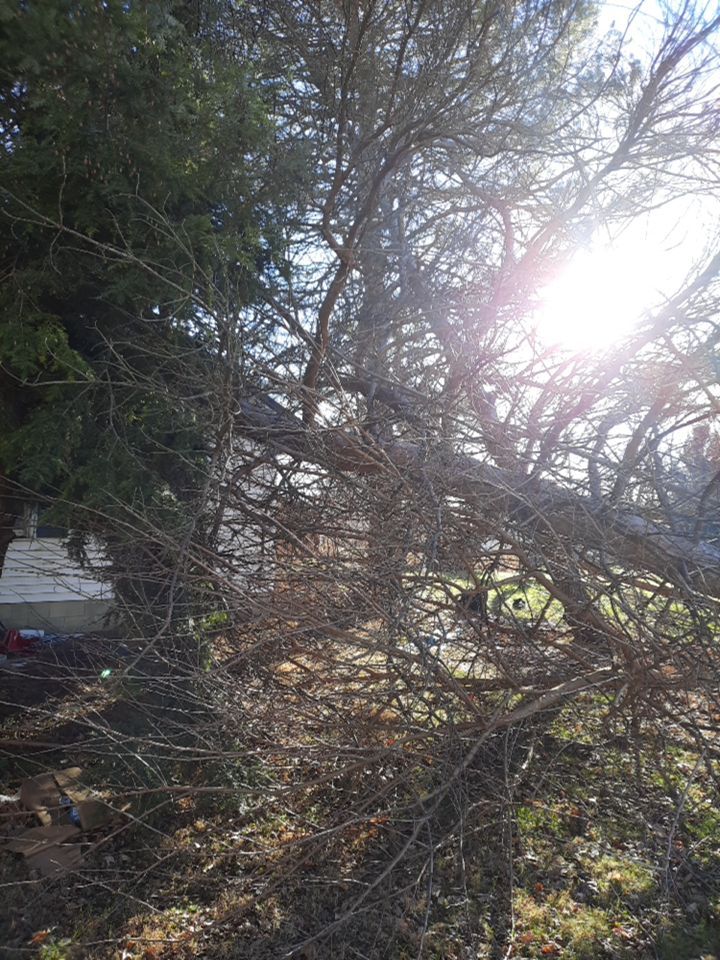 Storm Damaged Tree Removal  using Tree Removal by Mike Jones & Sons Tree Service LLC 