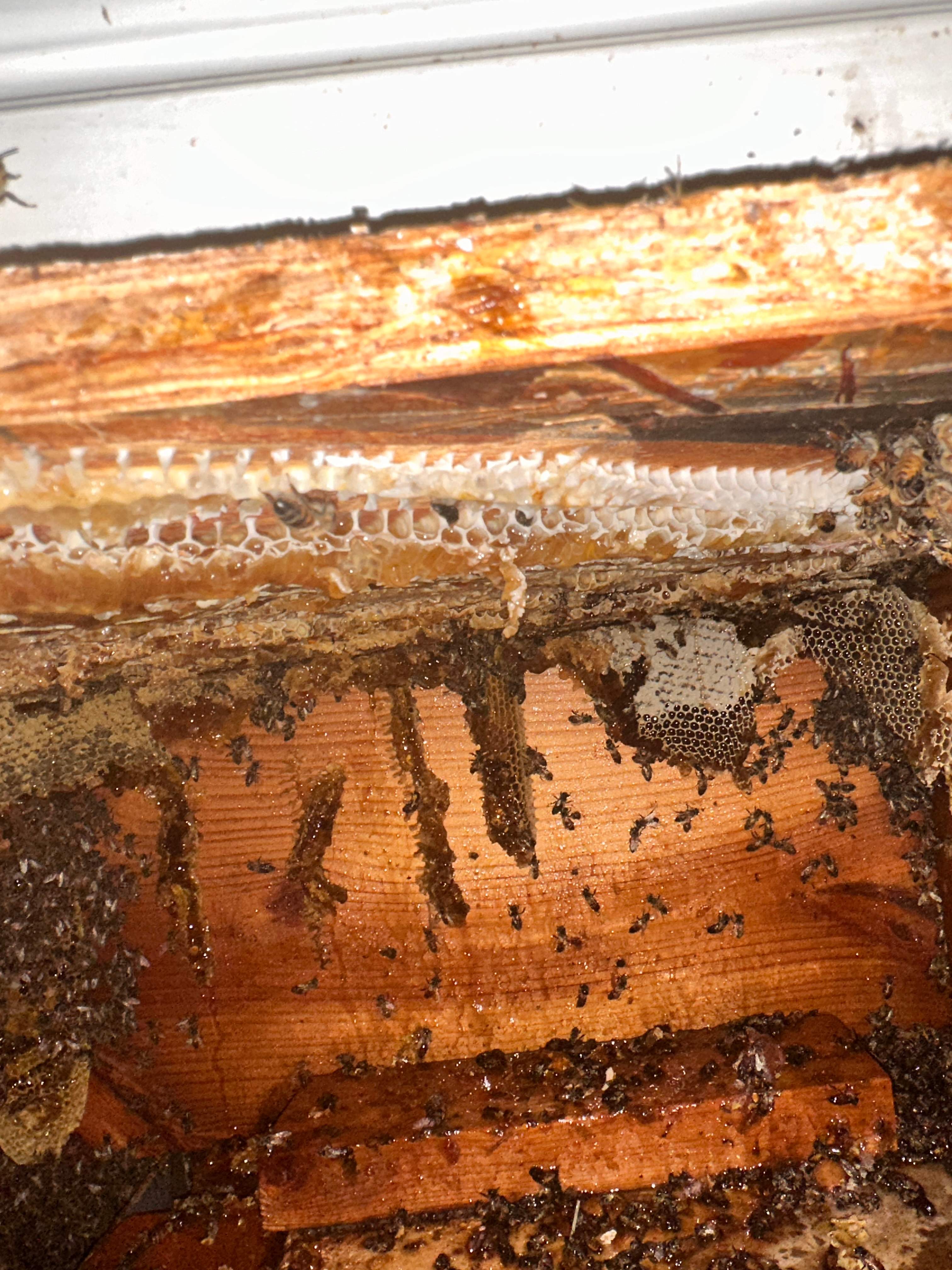 Floored! by Rockwall Honey Bee Company