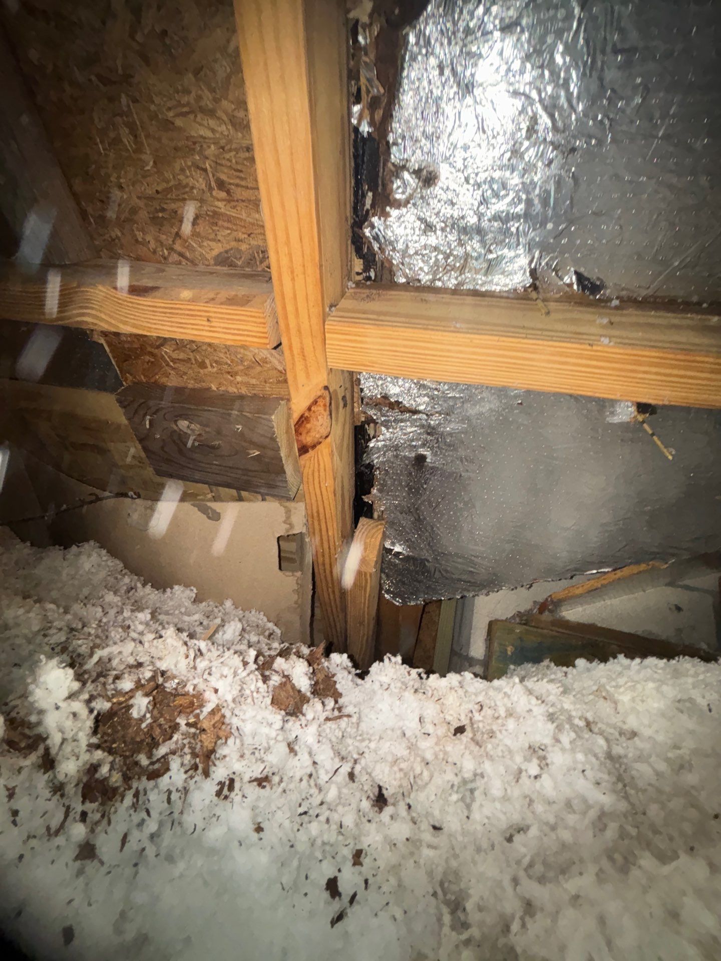 Mold Removal and treatment in Brandon, Florida by Ampm Restoration Services