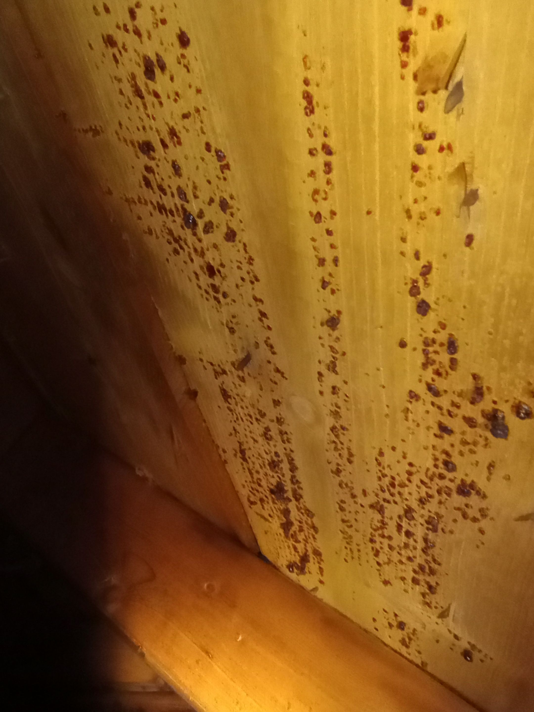 Mold Remediation in Bedroom  by ANR Restoration