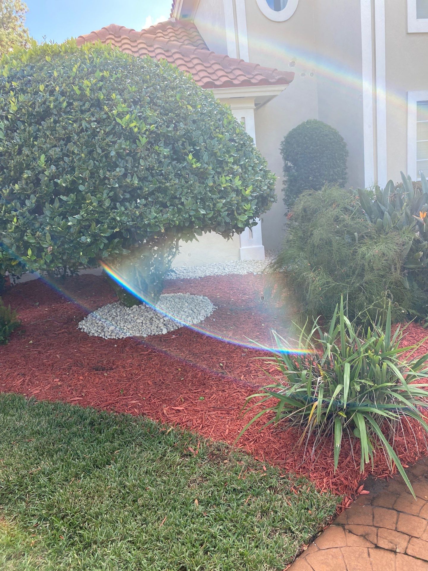 Deerwood Resident | Palm Trimming & Ground Cover by ProGreen Services