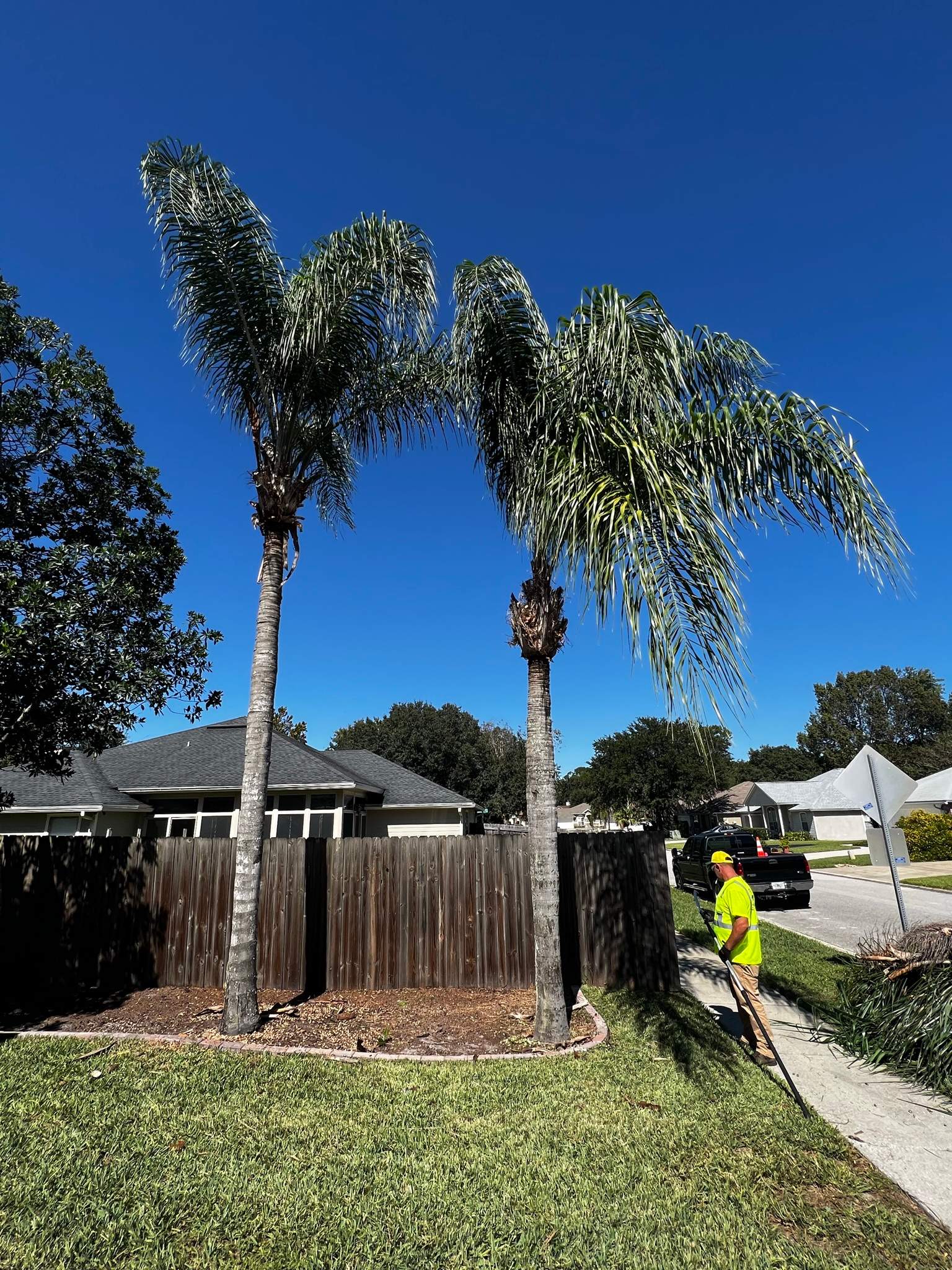 Palm Tree Trimming | Residential by ProGreen Services