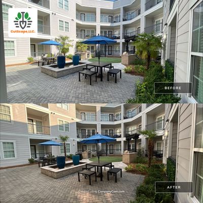 HEDGE TRIM / BED CLEAN using HEDGE TRIM LABOR