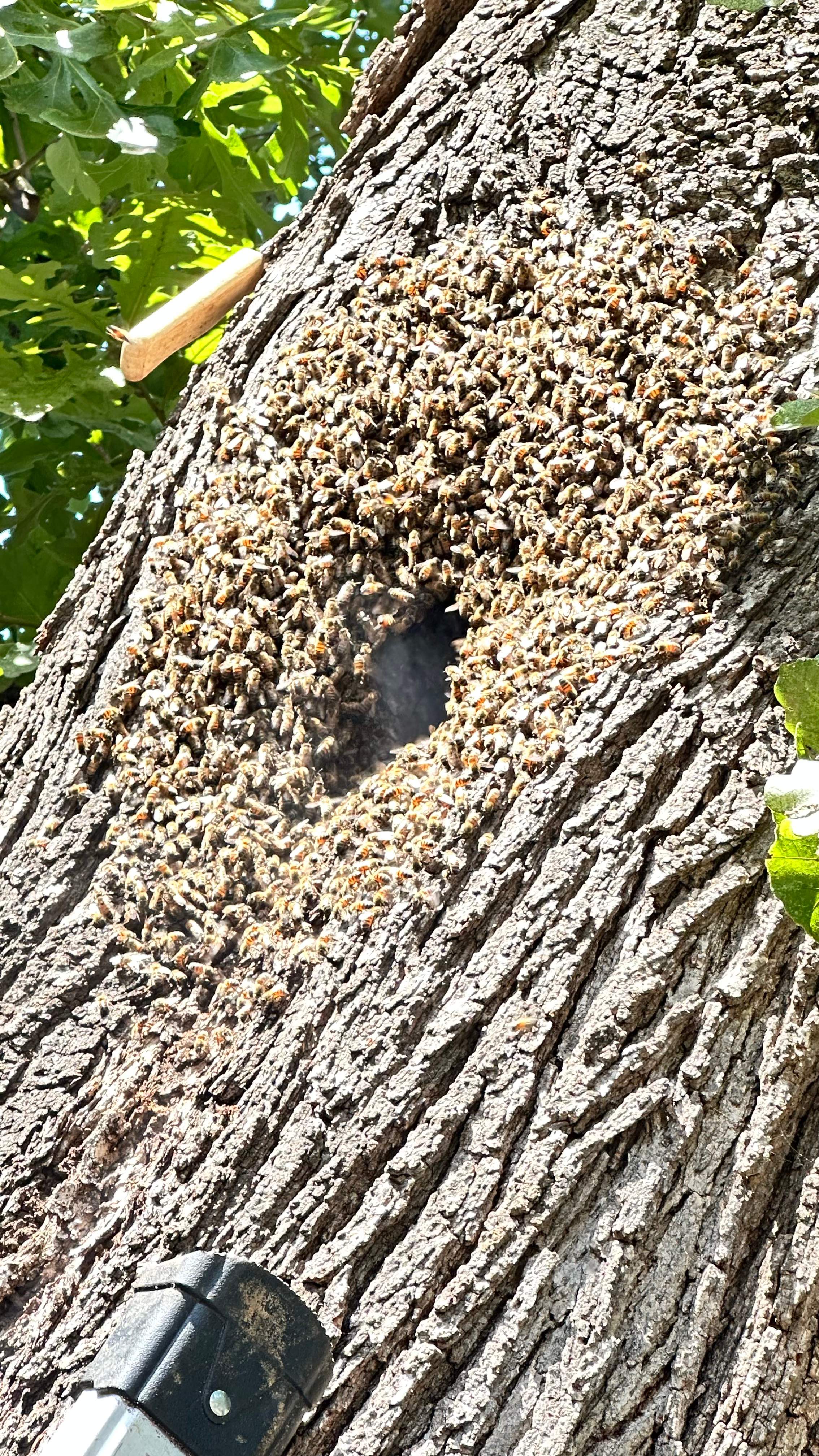 Tight Squeeze by Rockwall Honey Bee Company
