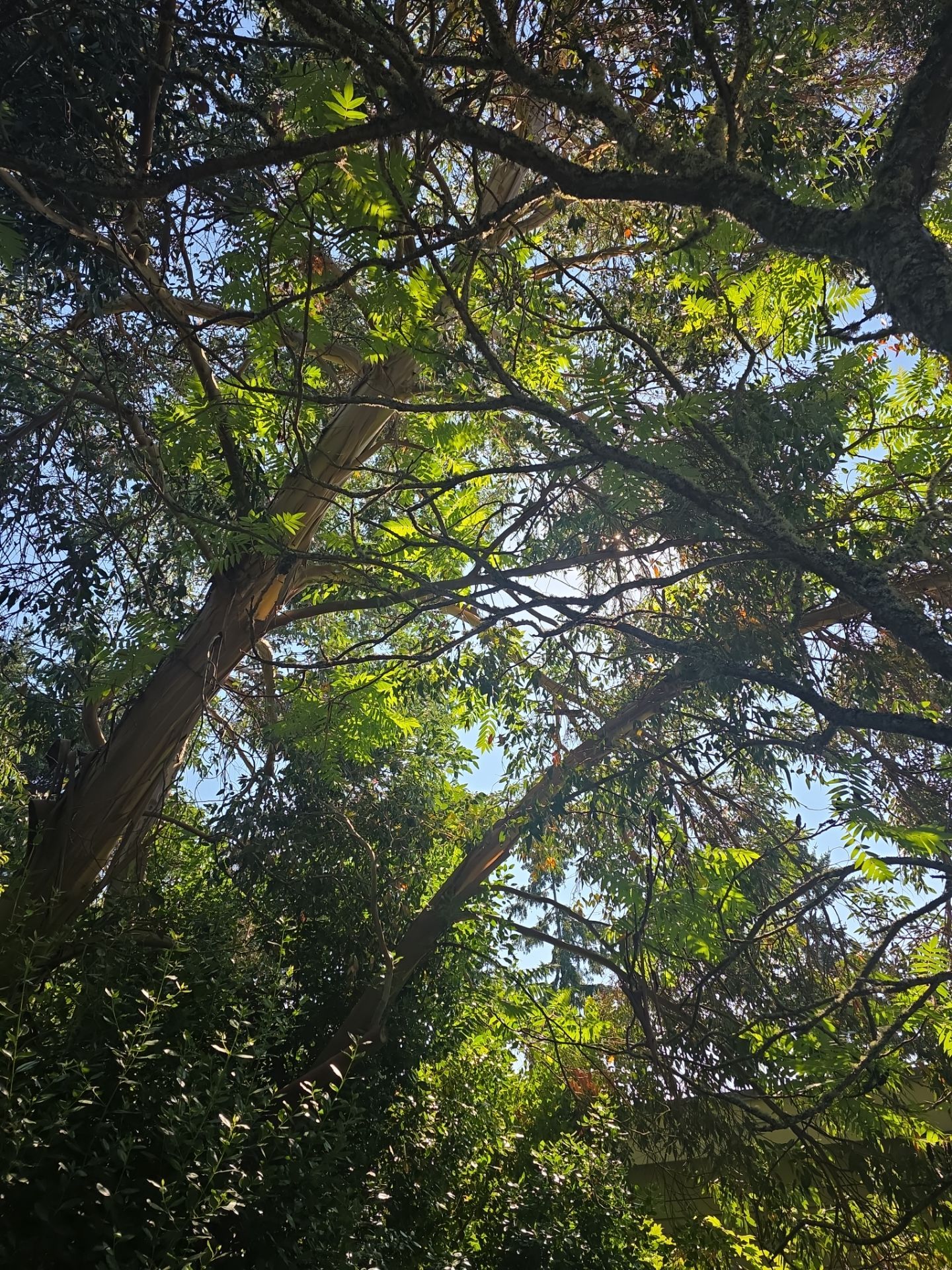 Tree Pruning for Driveway and House Clearance on Mercer Island by Sound Tree Care LLC