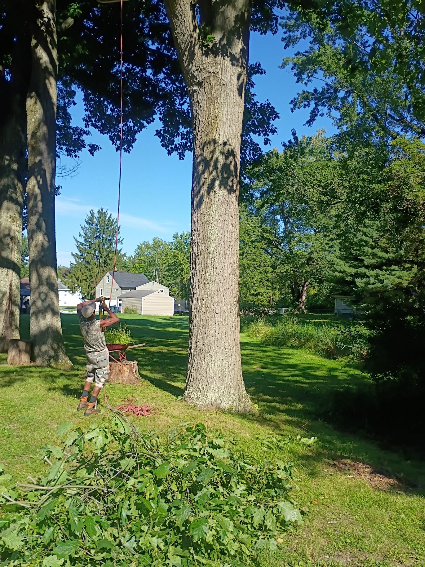 Tree Trimming & Tree Removal in Akron Ohio by Mike Jones & Sons Tree Service LLC 
