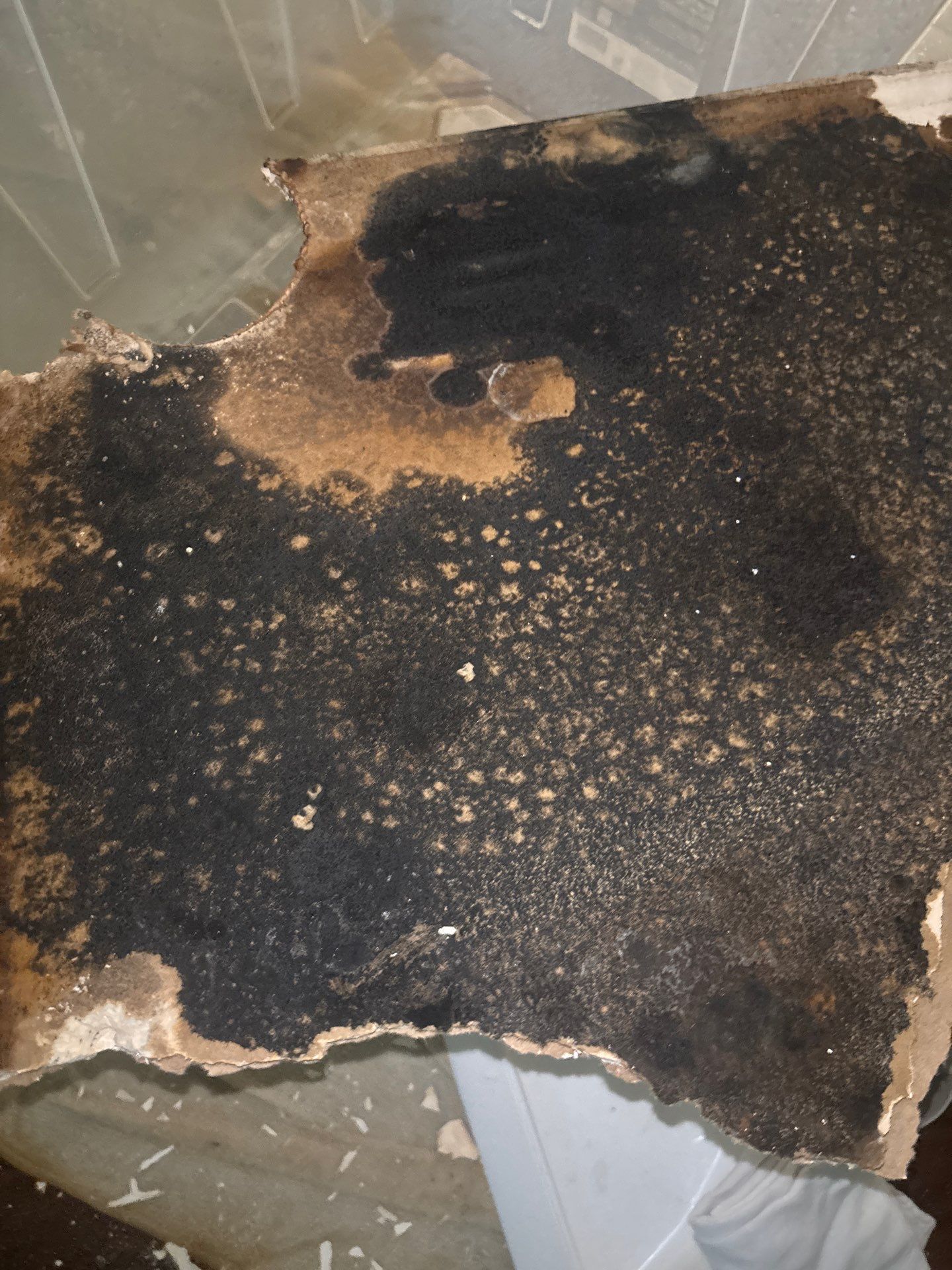Water Damage Repair In Ellenton, FL by Ampm Restoration Services