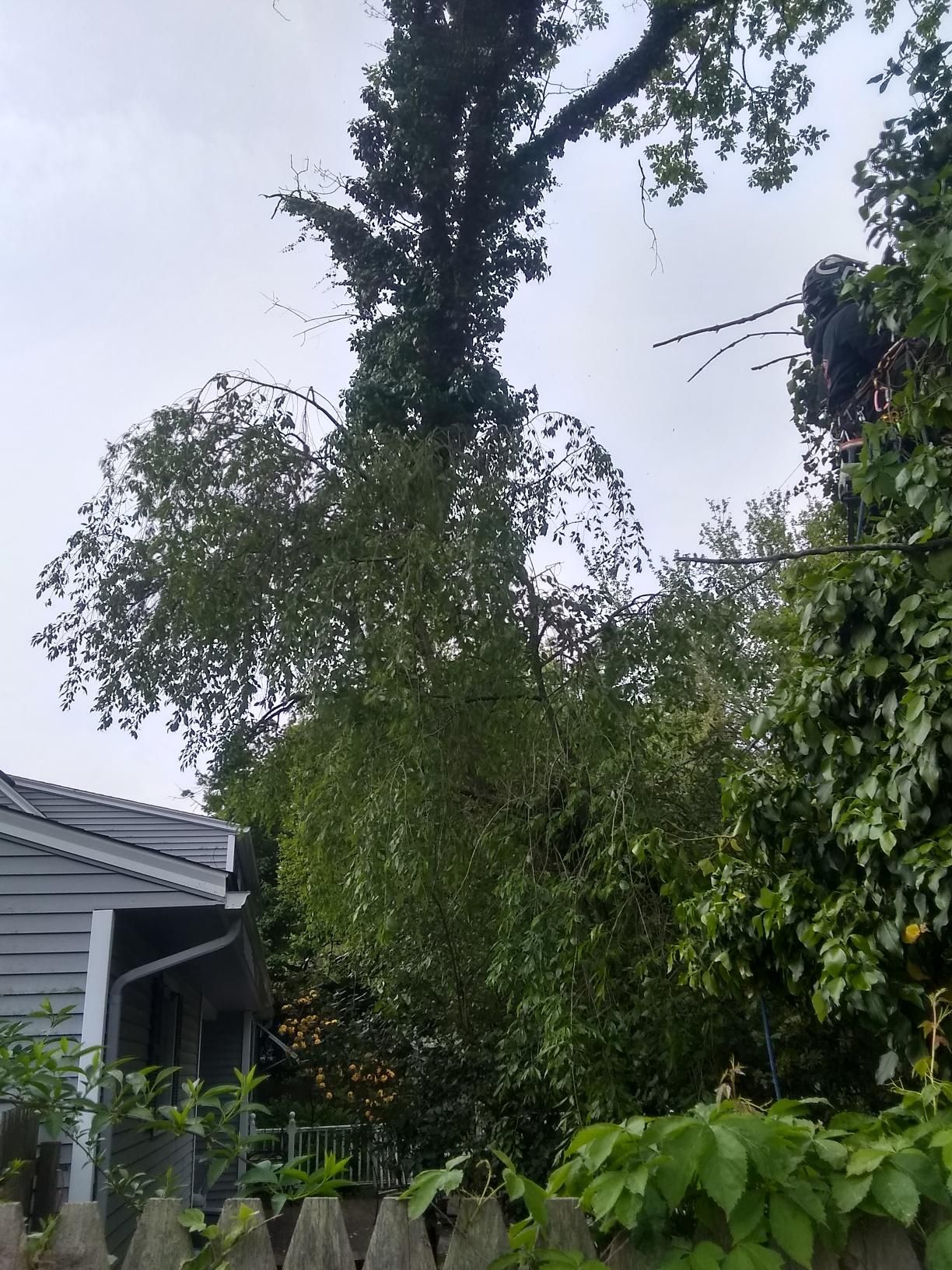 Tree Removal using Tree Removal by Mike Jones & Sons Tree Service LLC 