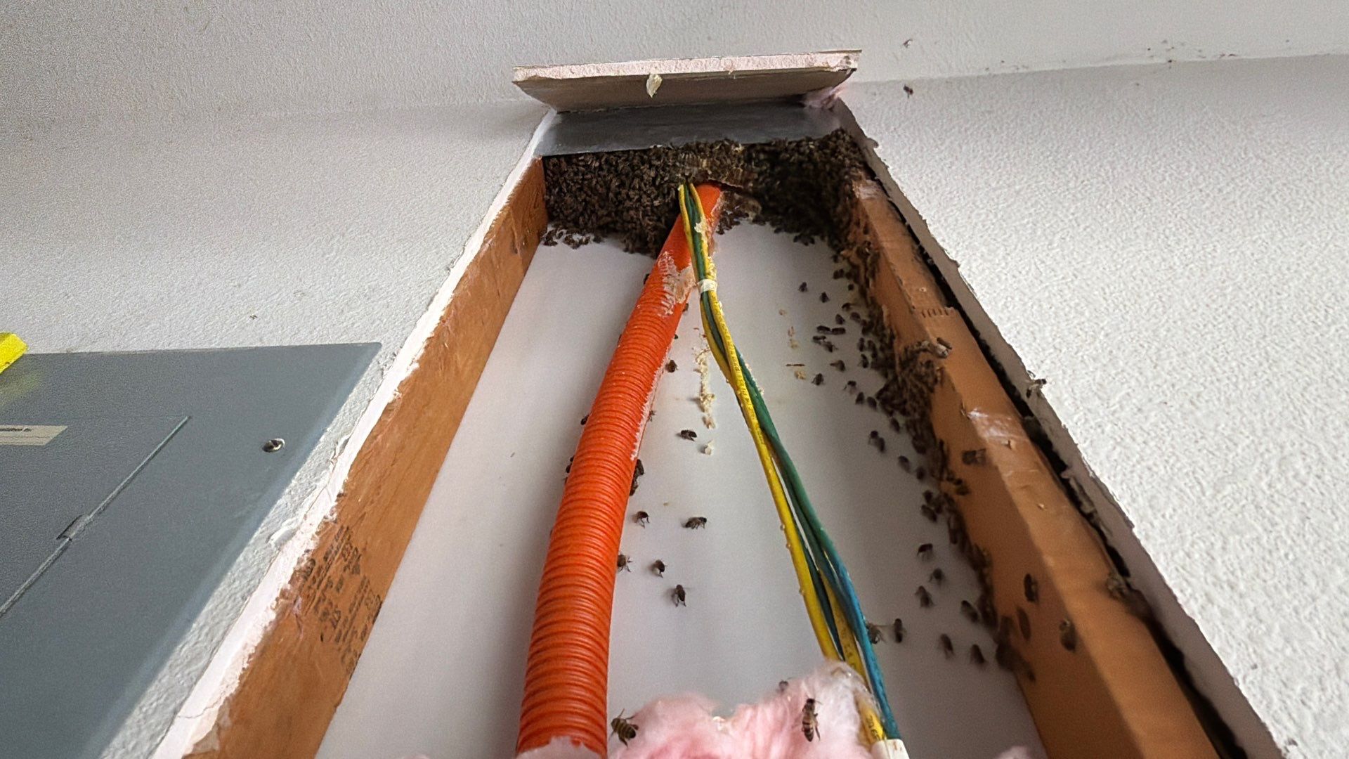 Bees a’Prosper by Rockwall Honey Bee Company