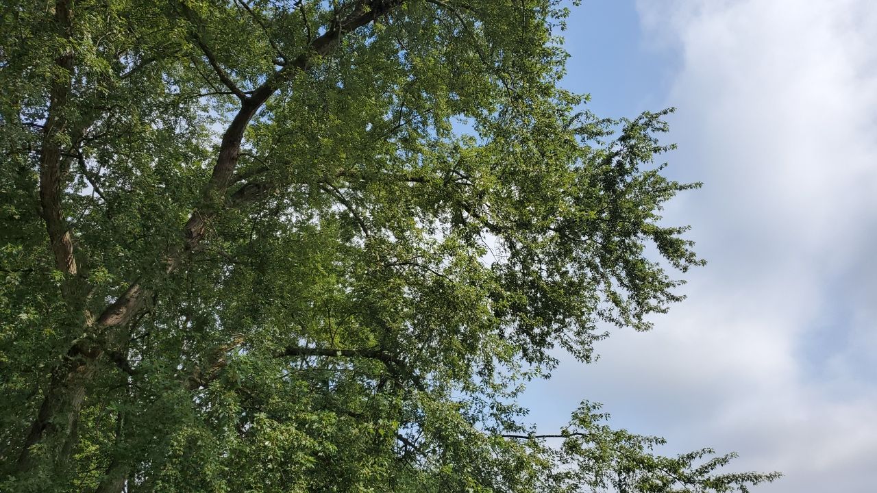 Tree Removal by Mike Jones & Sons Tree Service LLC 
