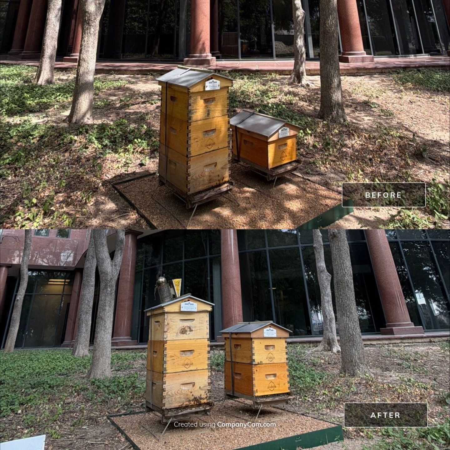 Urban Bees in North Dallas by Rockwall Honey Bee Company