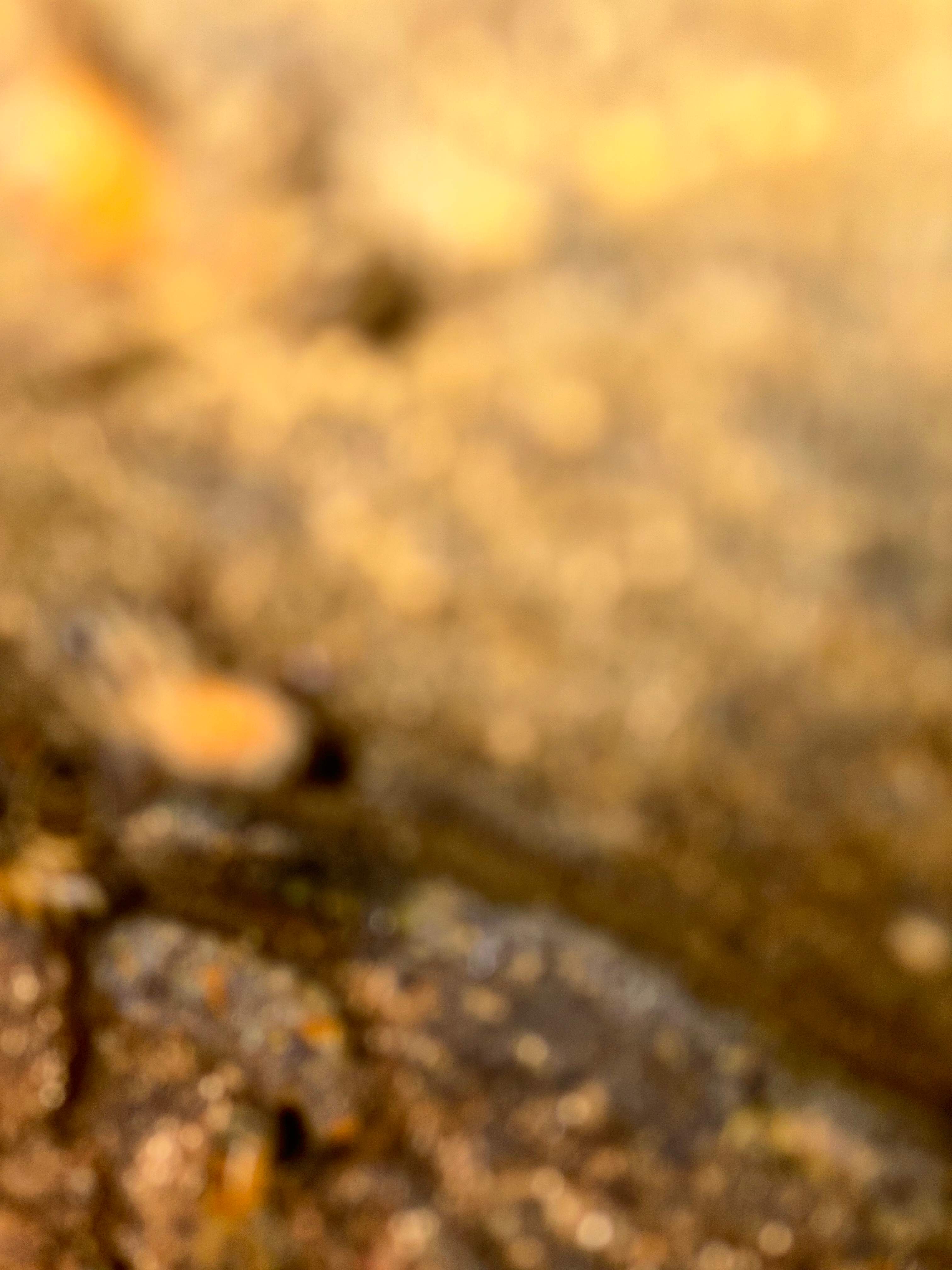 Art Gallery by Rockwall Honey Bee Company