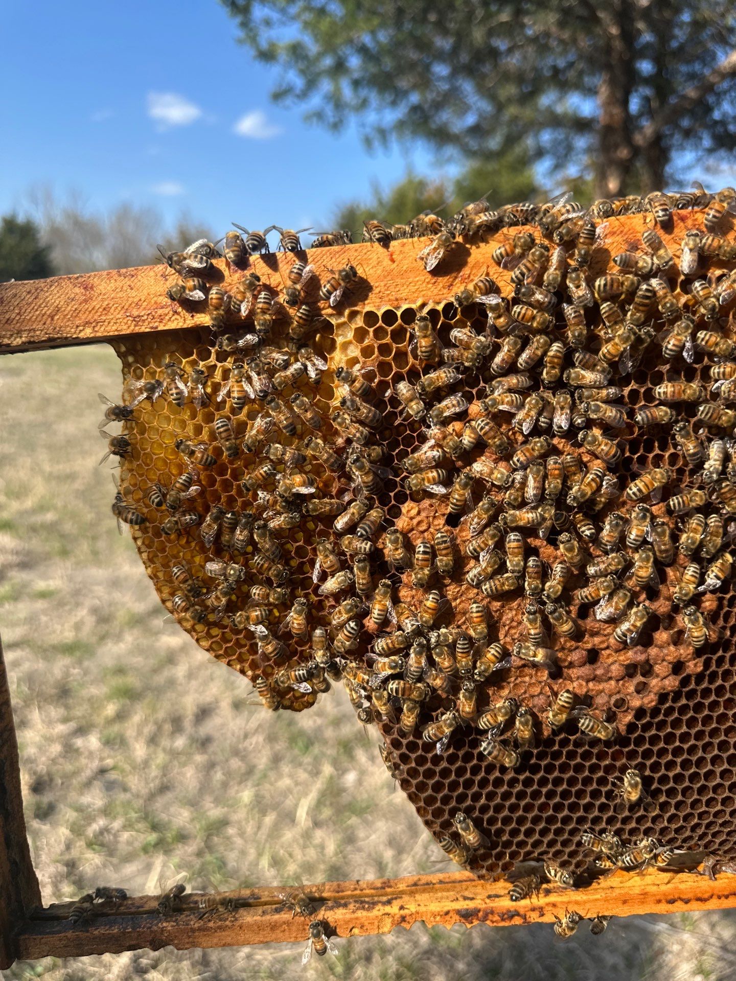 Rockwall County Ag. Exemption by Rockwall Honey Bee Company