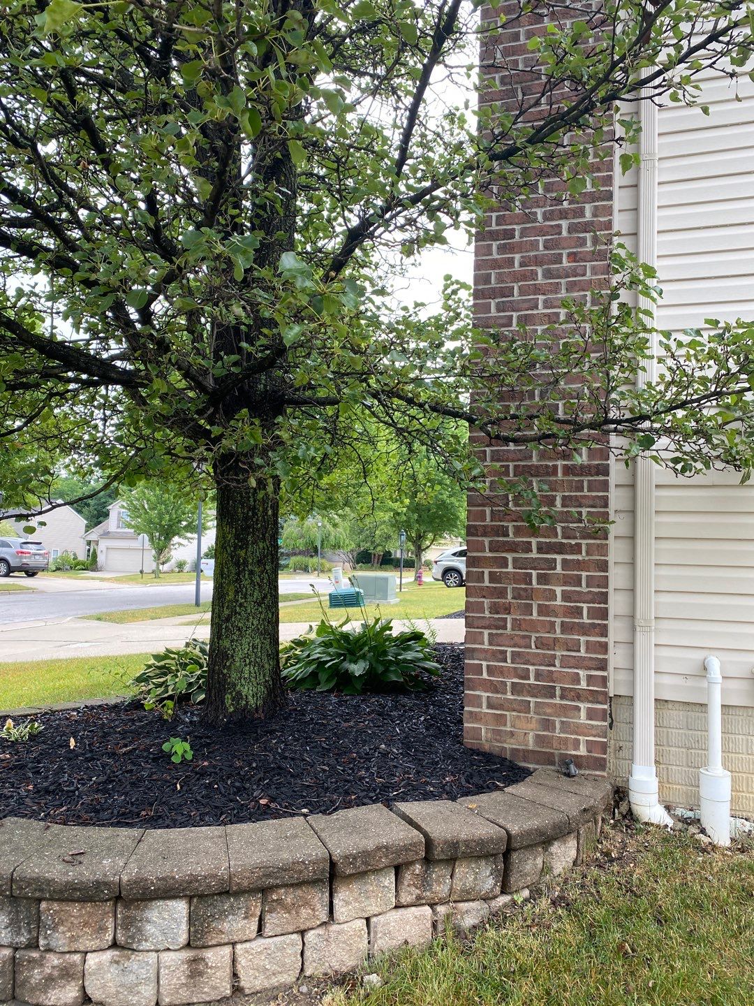 Tree Removal using Tree Removal by Mike Jones & Sons Tree Service LLC 