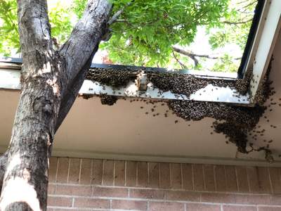 Bearding Bees