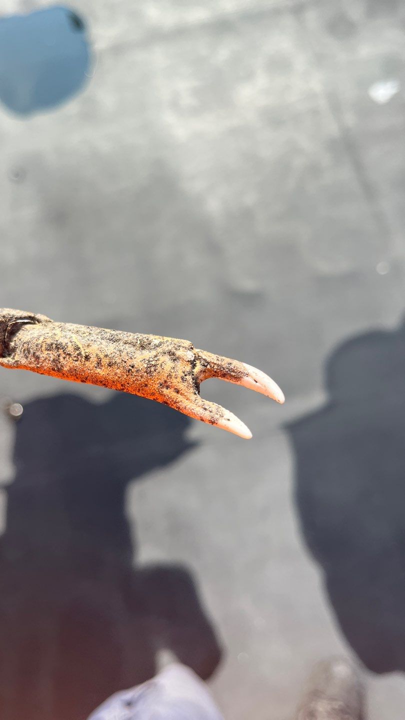 Zachry Nuclear Engineering, Inc. by Chaffee Roofing