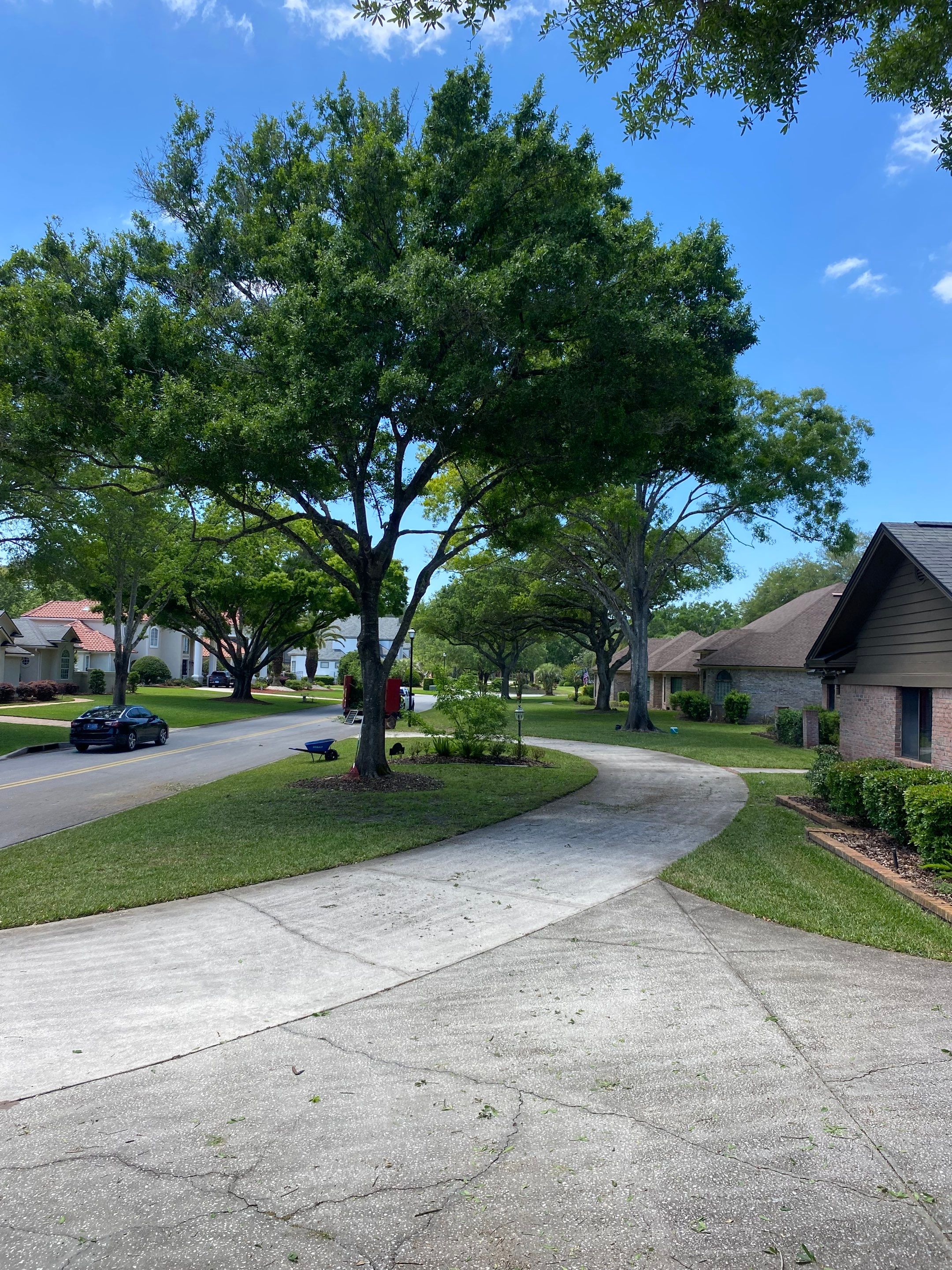 Deerwood Resident | Tree Trimming and Sod Installation) by ProGreen Services