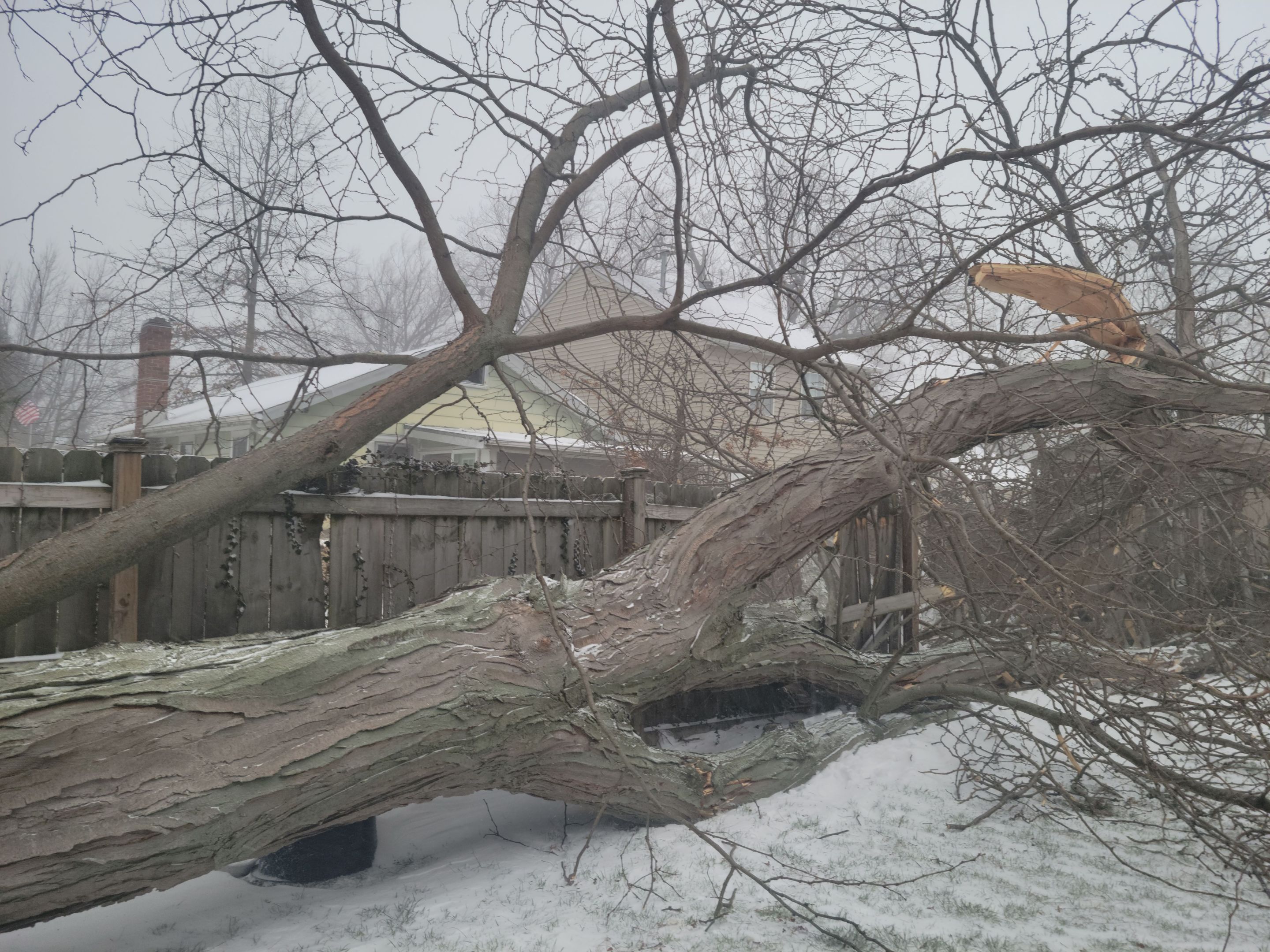 Storm Damaged Tree Removal  using Tree Removal by Mike Jones & Sons Tree Service LLC 