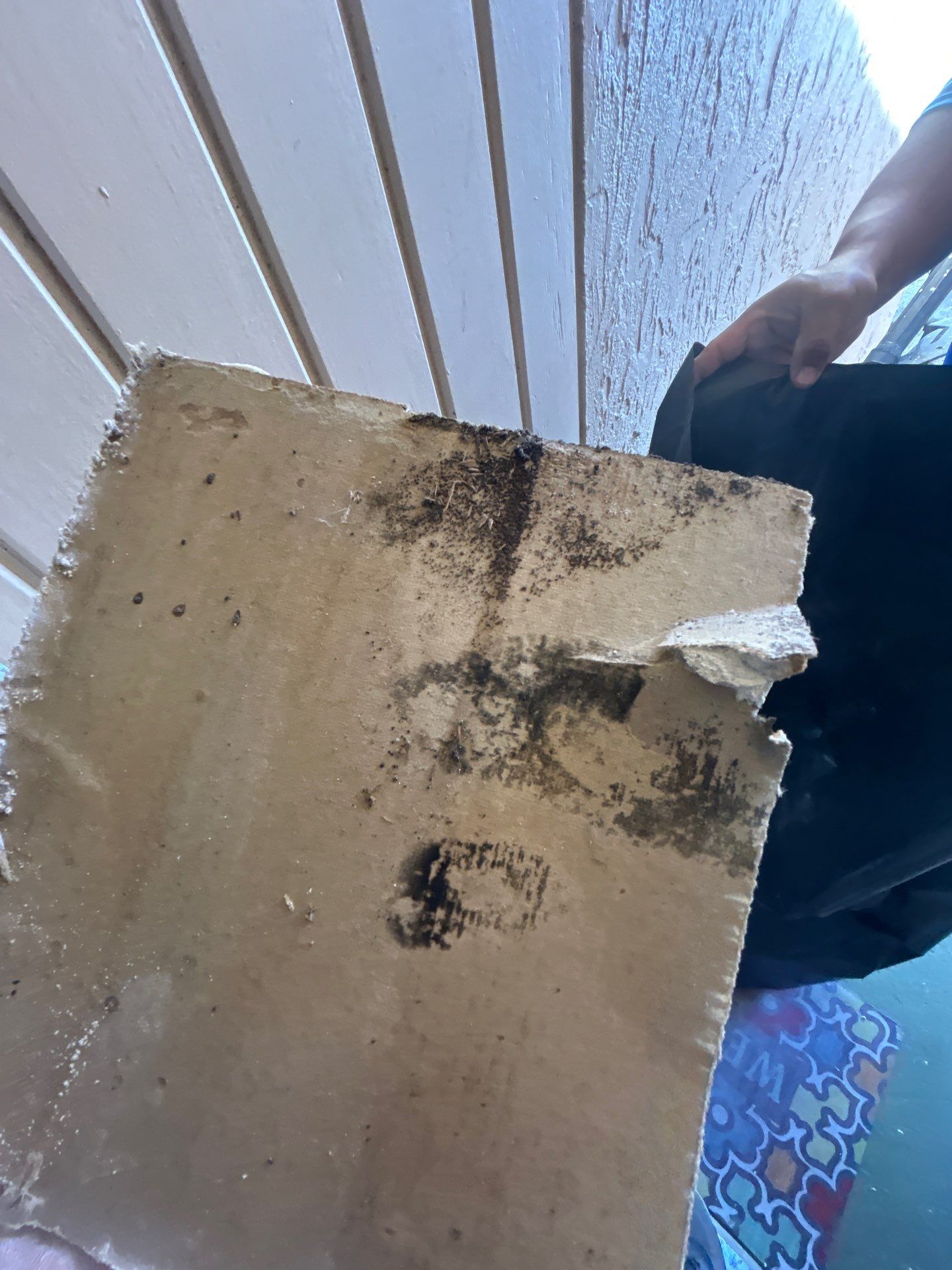 Pebble Springs Mold Remediation by Ampm Restoration Services